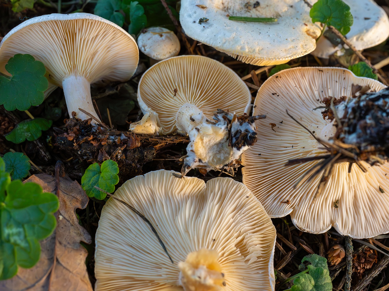 Clitocybe phyllophila _2025-11-23_1-11
