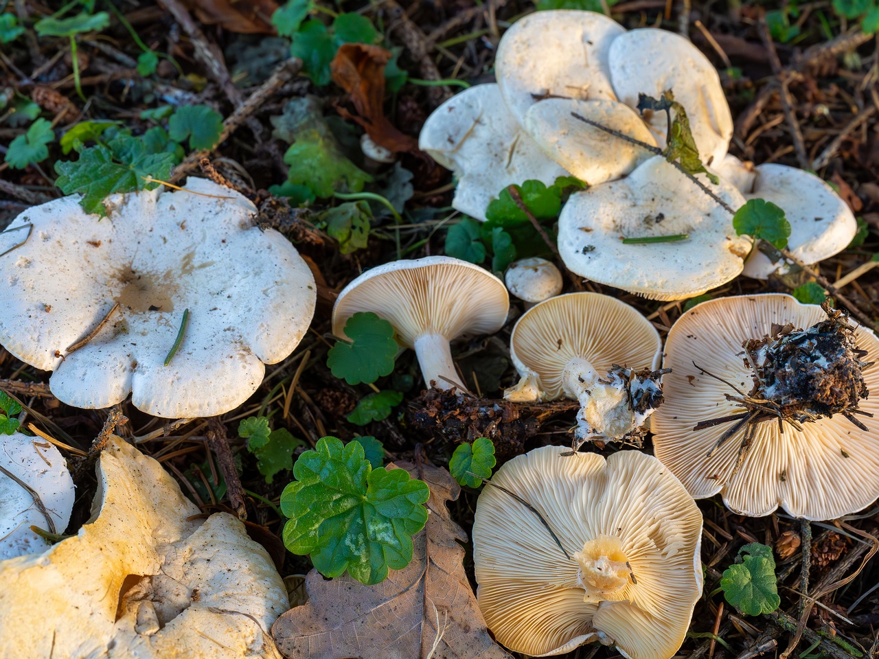 Clitocybe phyllophila _2025-11-23_1-14
