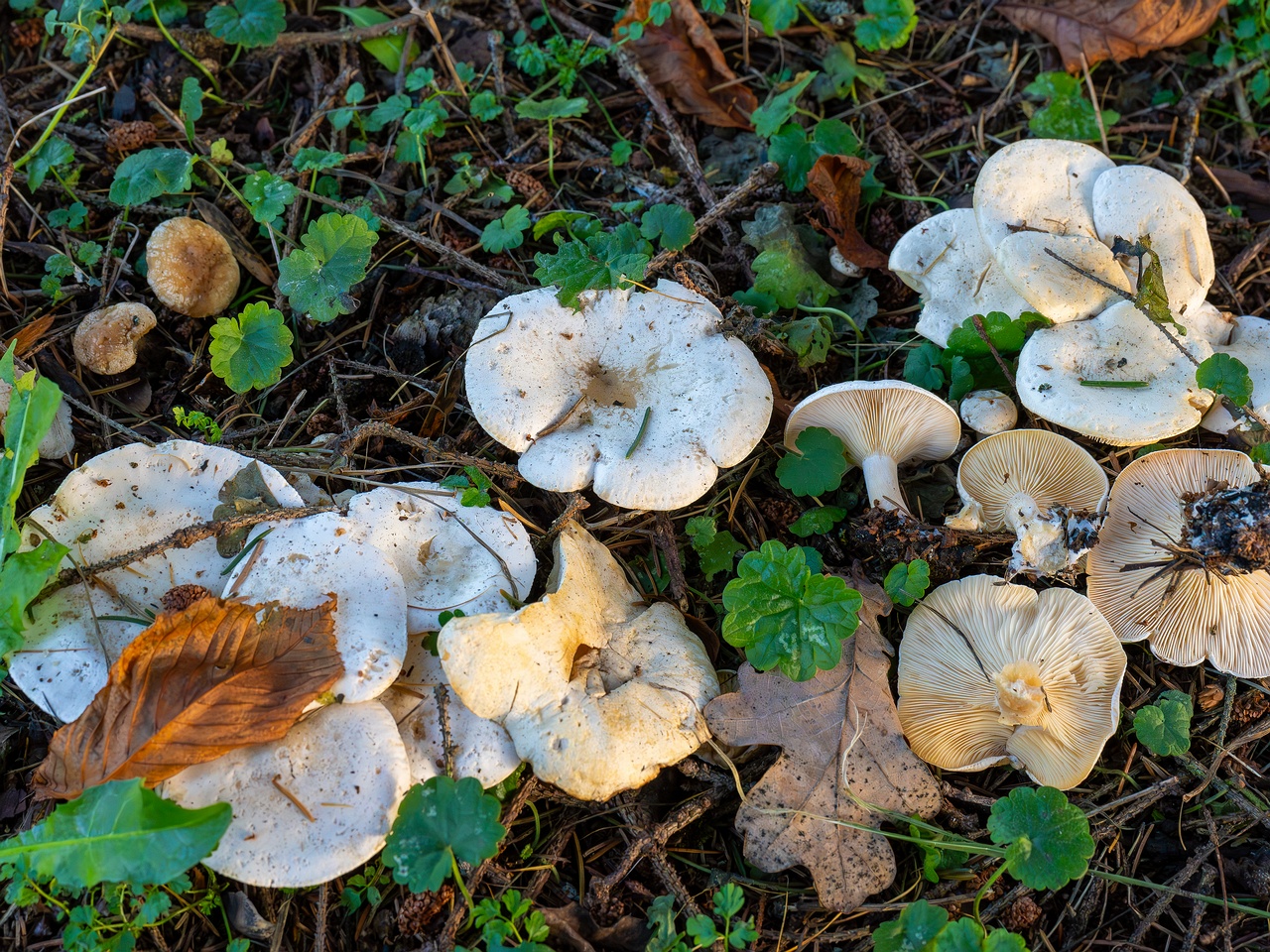 Clitocybe phyllophila _2025-11-23_1-16