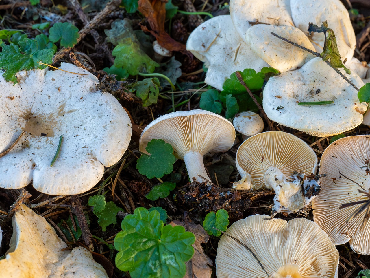 Clitocybe phyllophila _2025-11-23_1-18