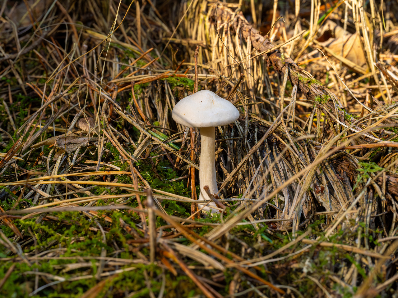 clitocybe-phyllophila_1-1