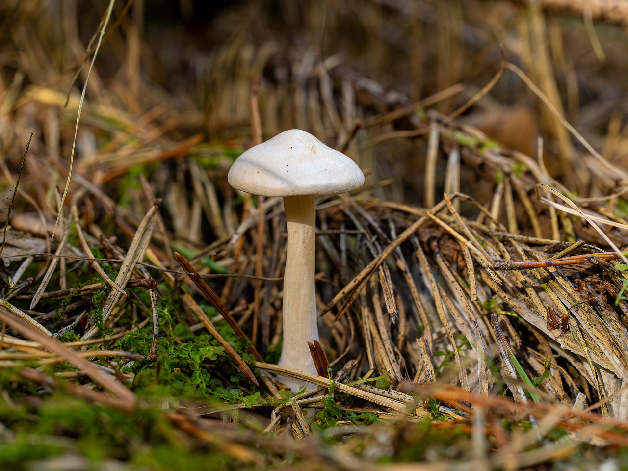 clitocybe-phyllophila_1-10