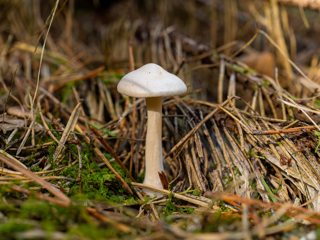 clitocybe-phyllophila_1-12