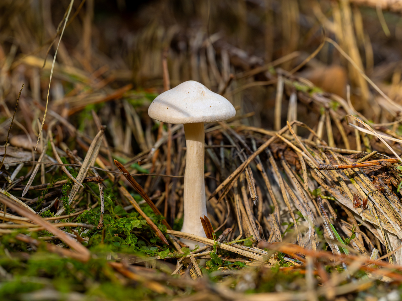 clitocybe-phyllophila_1-14