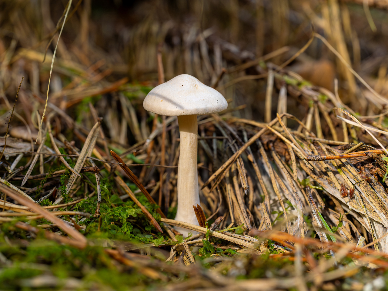 clitocybe-phyllophila_1-15