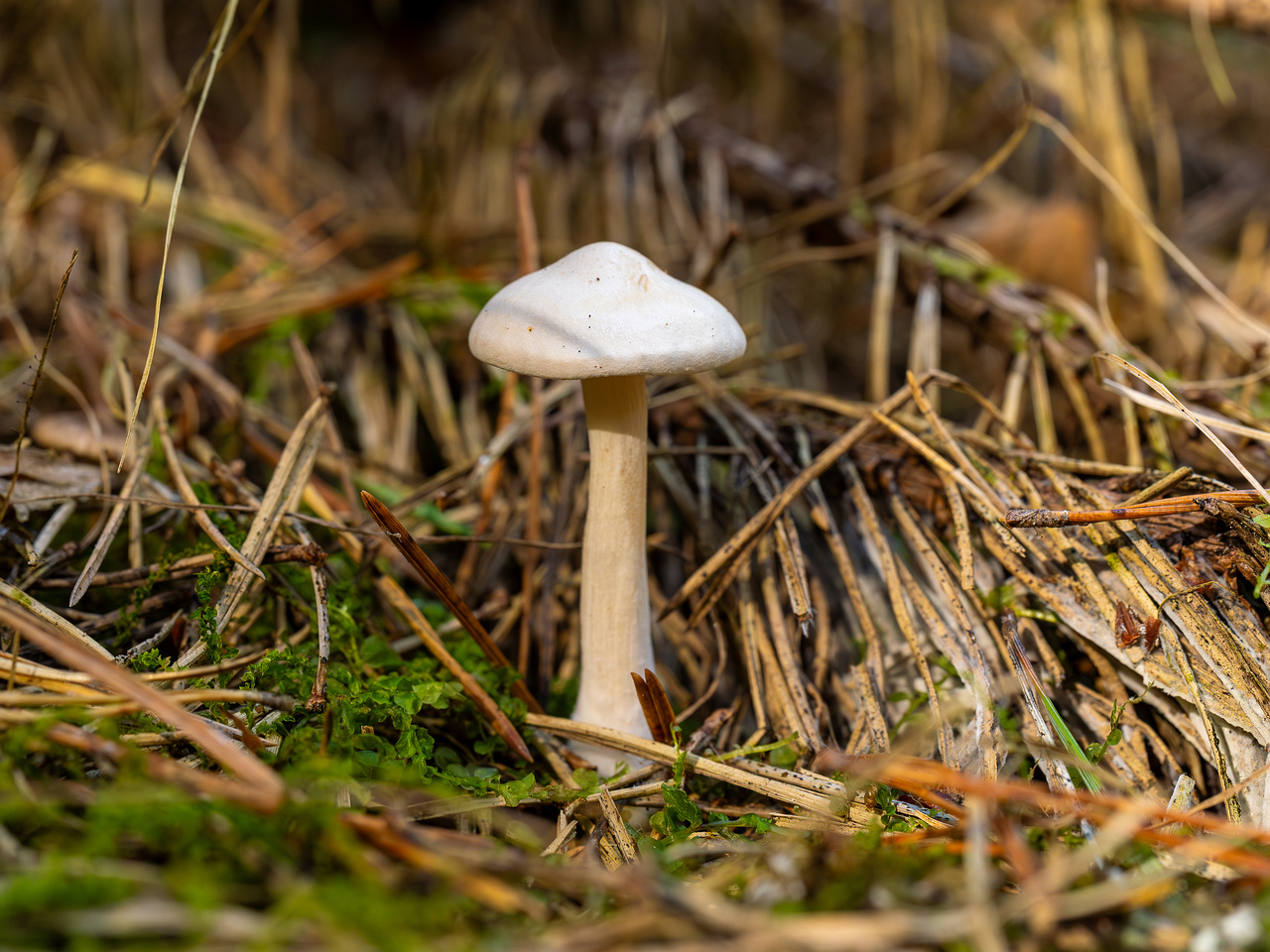 clitocybe-phyllophila_1-16