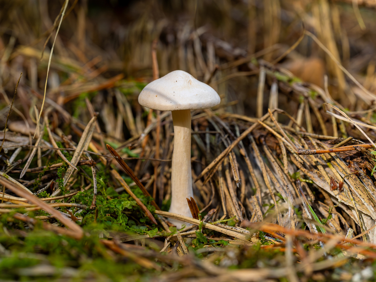 clitocybe-phyllophila_1-17