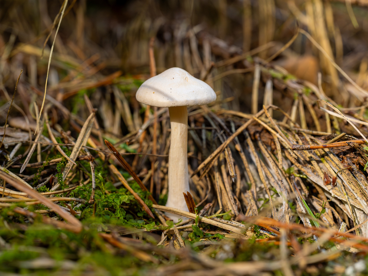 clitocybe-phyllophila_1-18