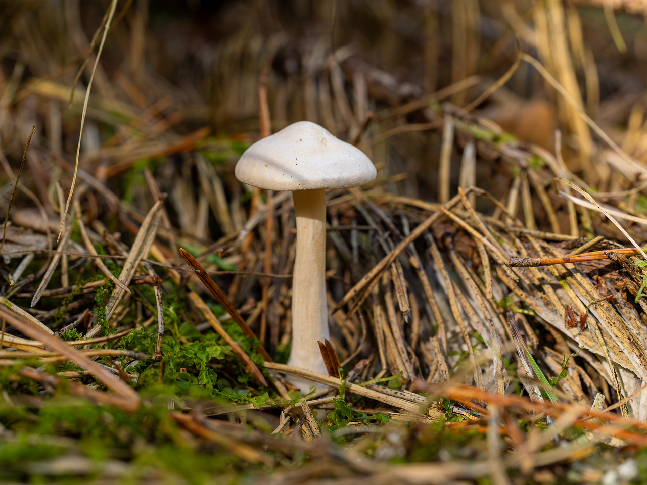 clitocybe-phyllophila_1-19