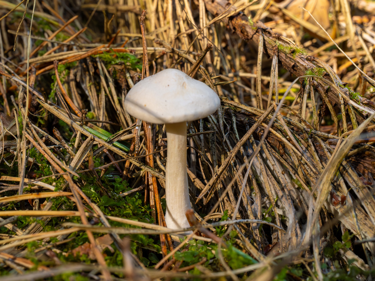 clitocybe-phyllophila_1-2