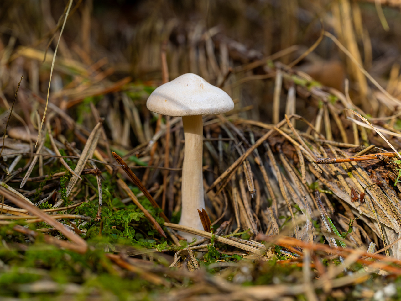 clitocybe-phyllophila_1-20