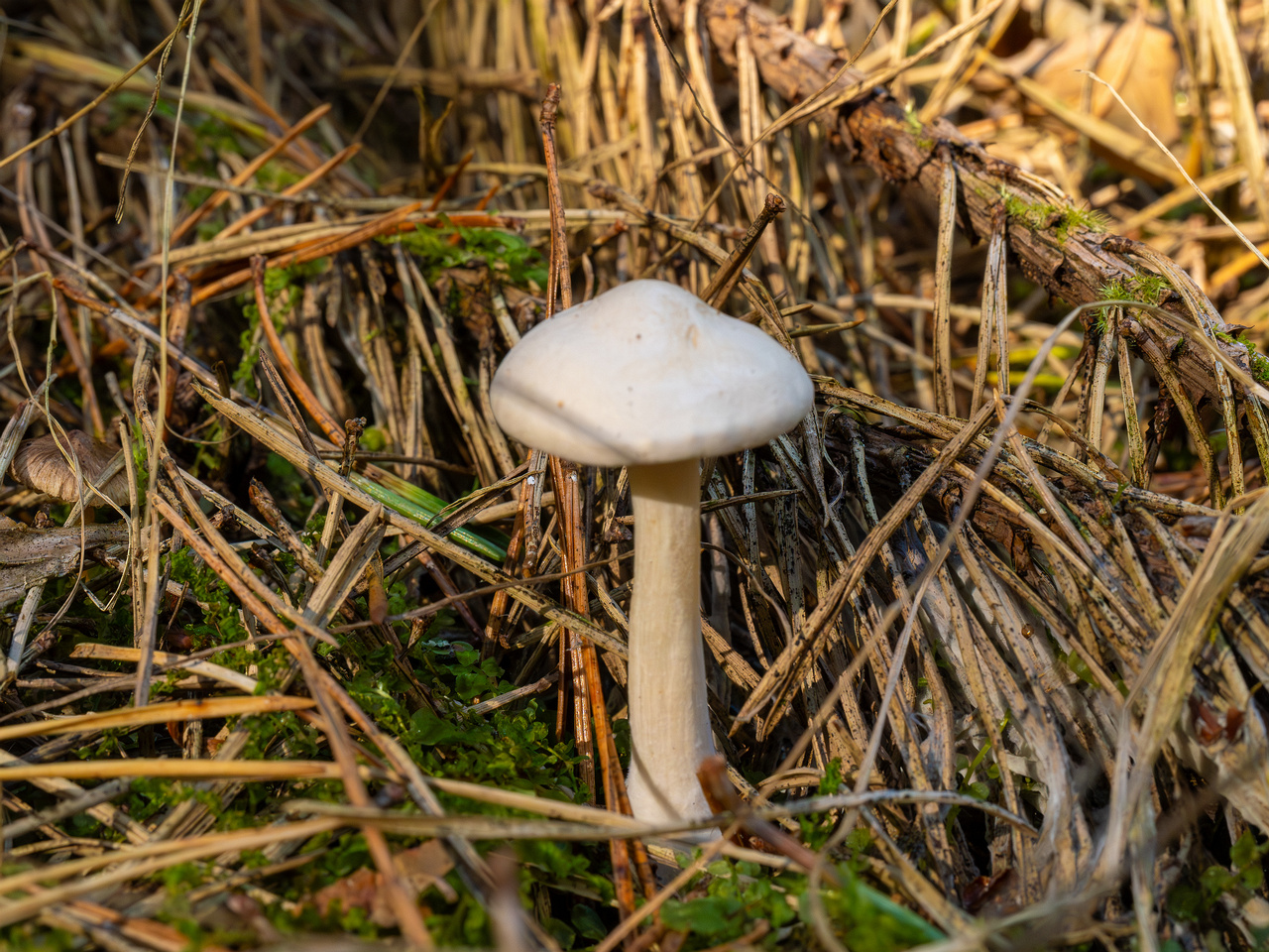 clitocybe-phyllophila_1-3