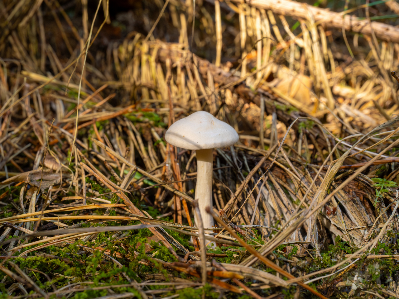 clitocybe-phyllophila_1-4