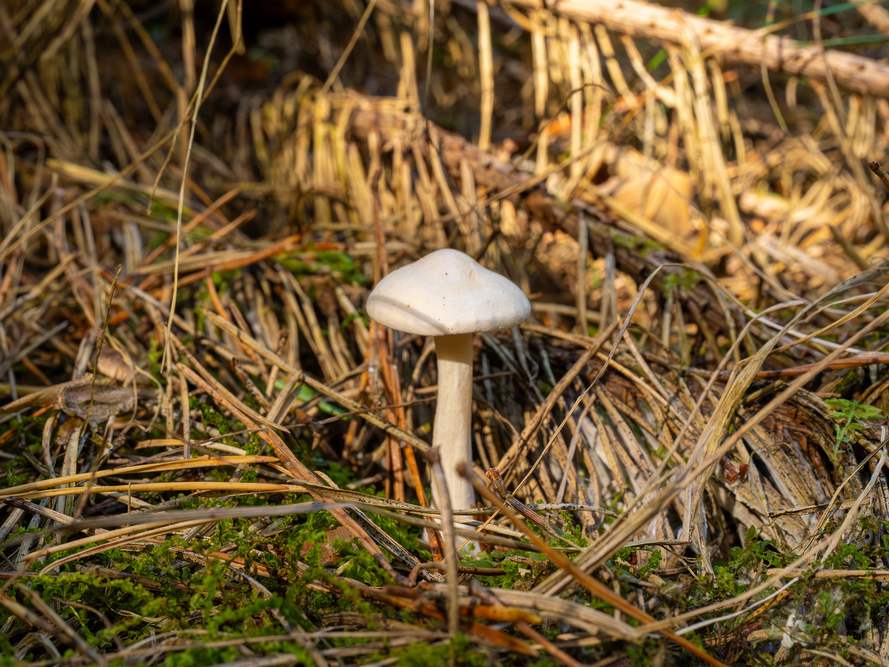 clitocybe-phyllophila_1-5