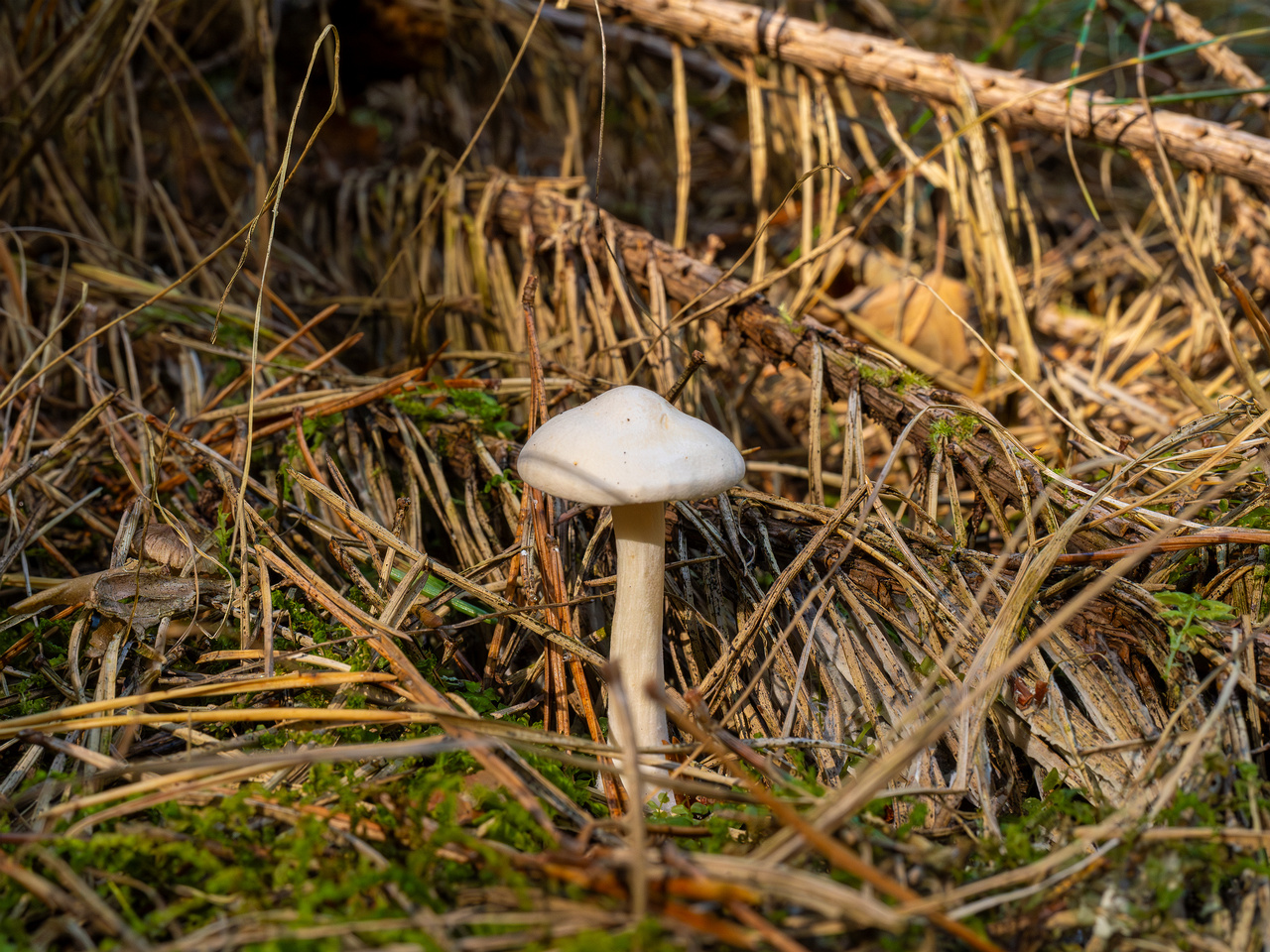 clitocybe-phyllophila_1-6