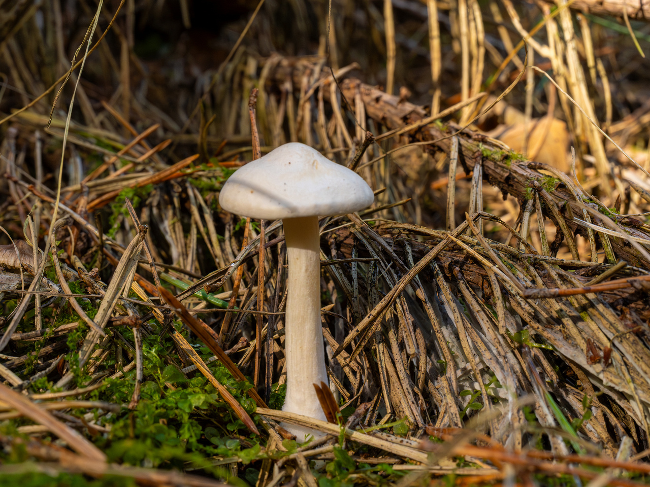 clitocybe-phyllophila_1-7