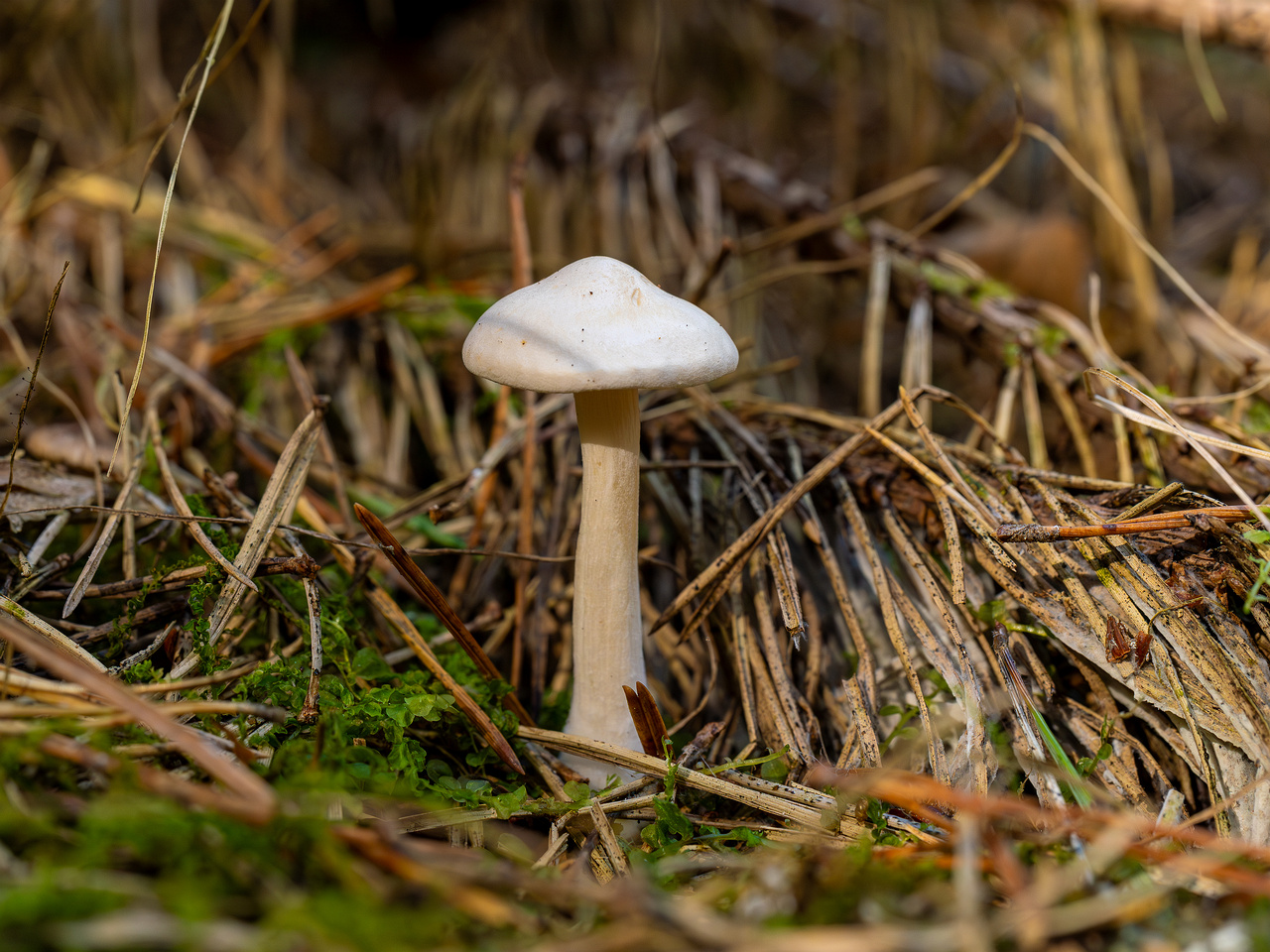 clitocybe-phyllophila_1-9