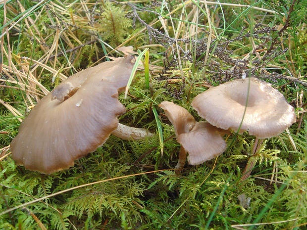 Говорушка припудренная - Clitocybe pruinosa