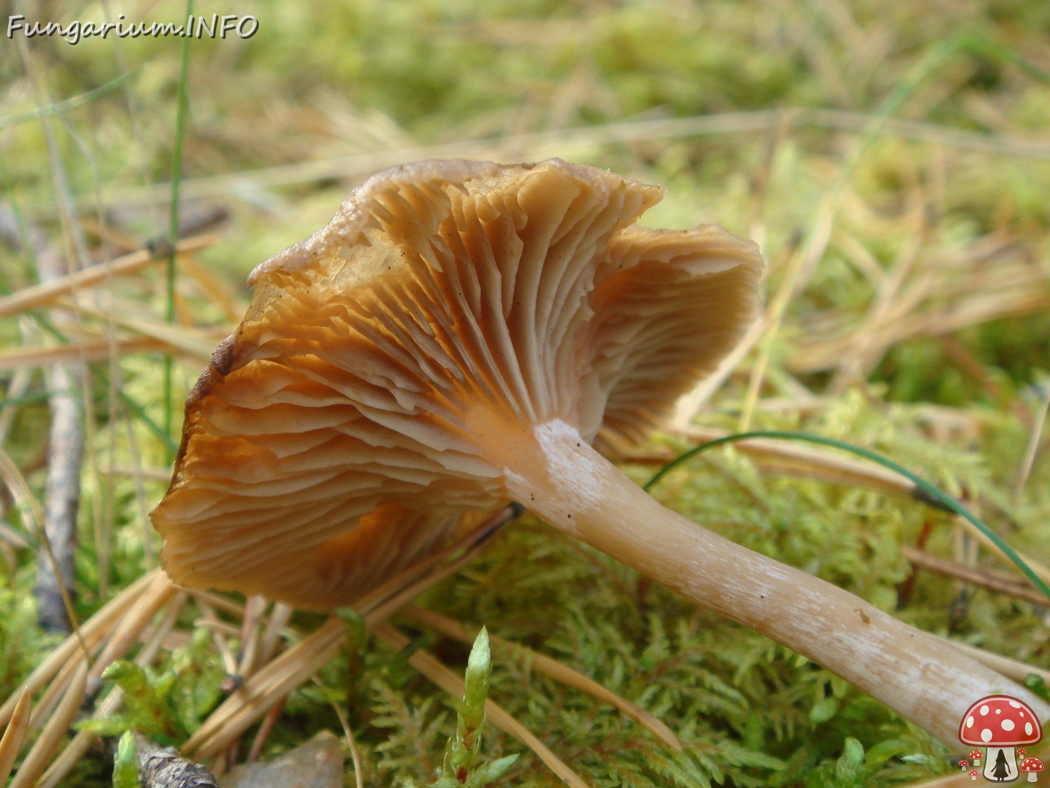 fungi-0001290 