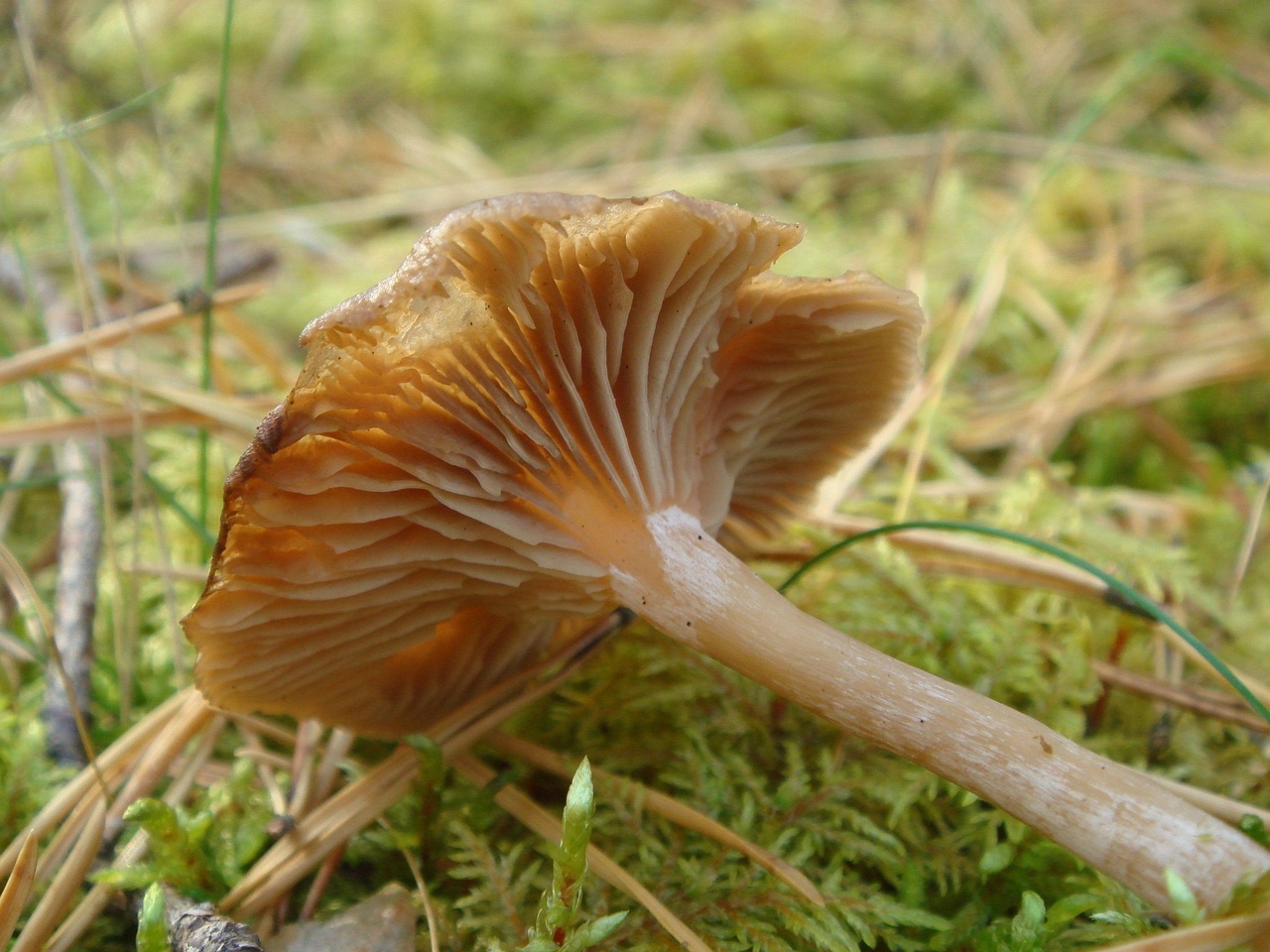 fungi-0001290