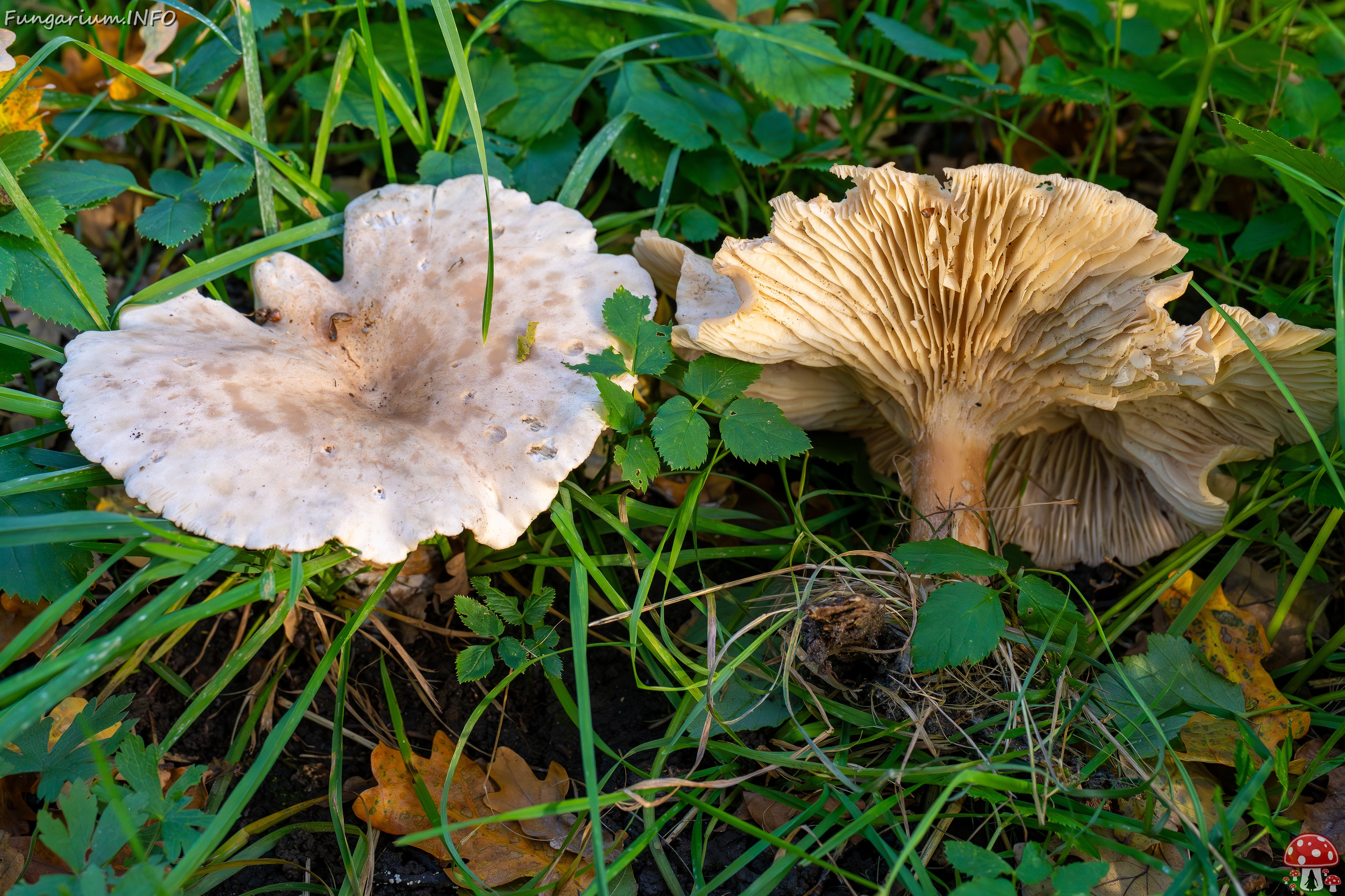 Infundibulicybe geotropa _2025-10-11_1-2 