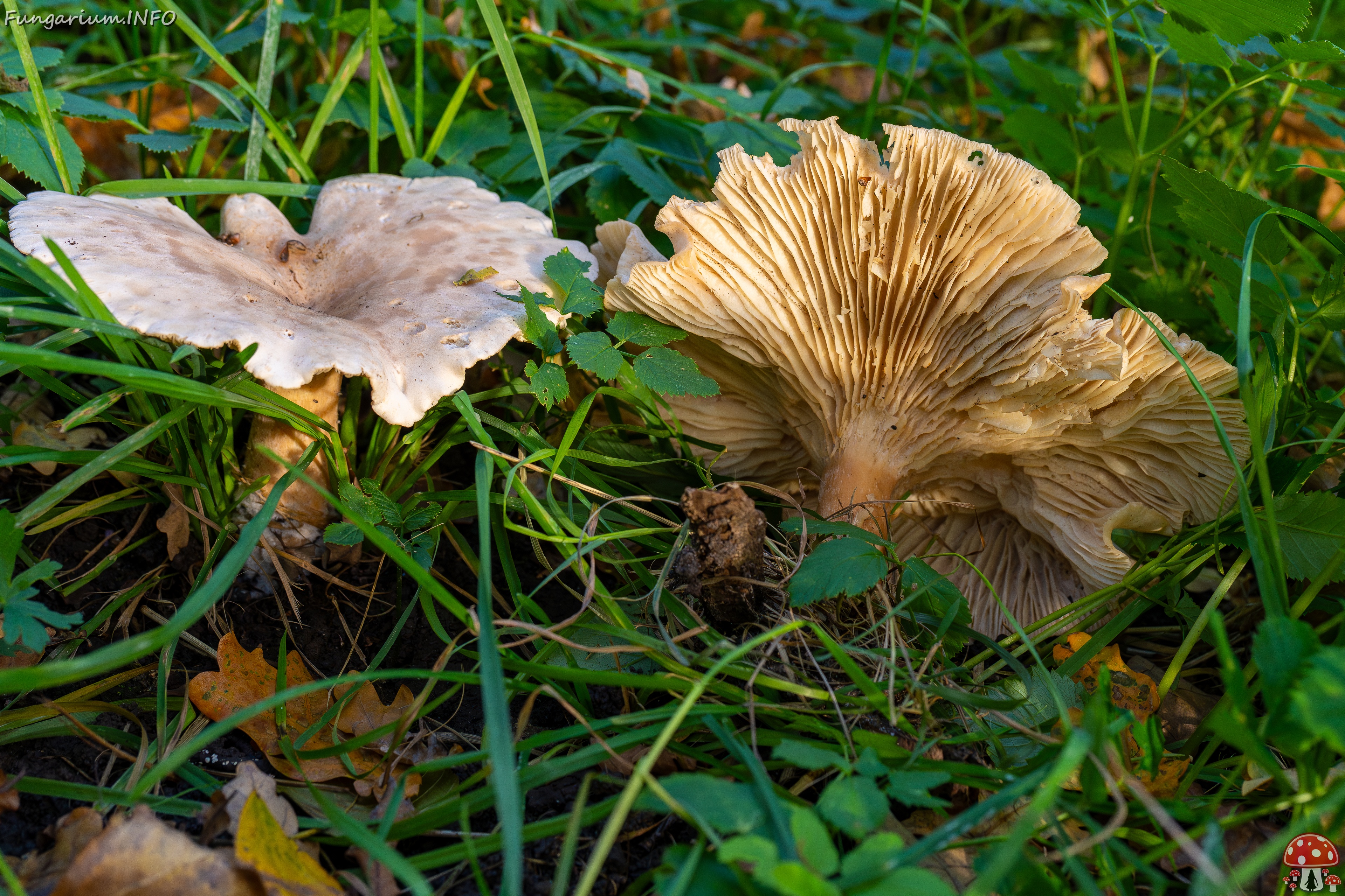 Infundibulicybe geotropa _2025-10-11_1-3 