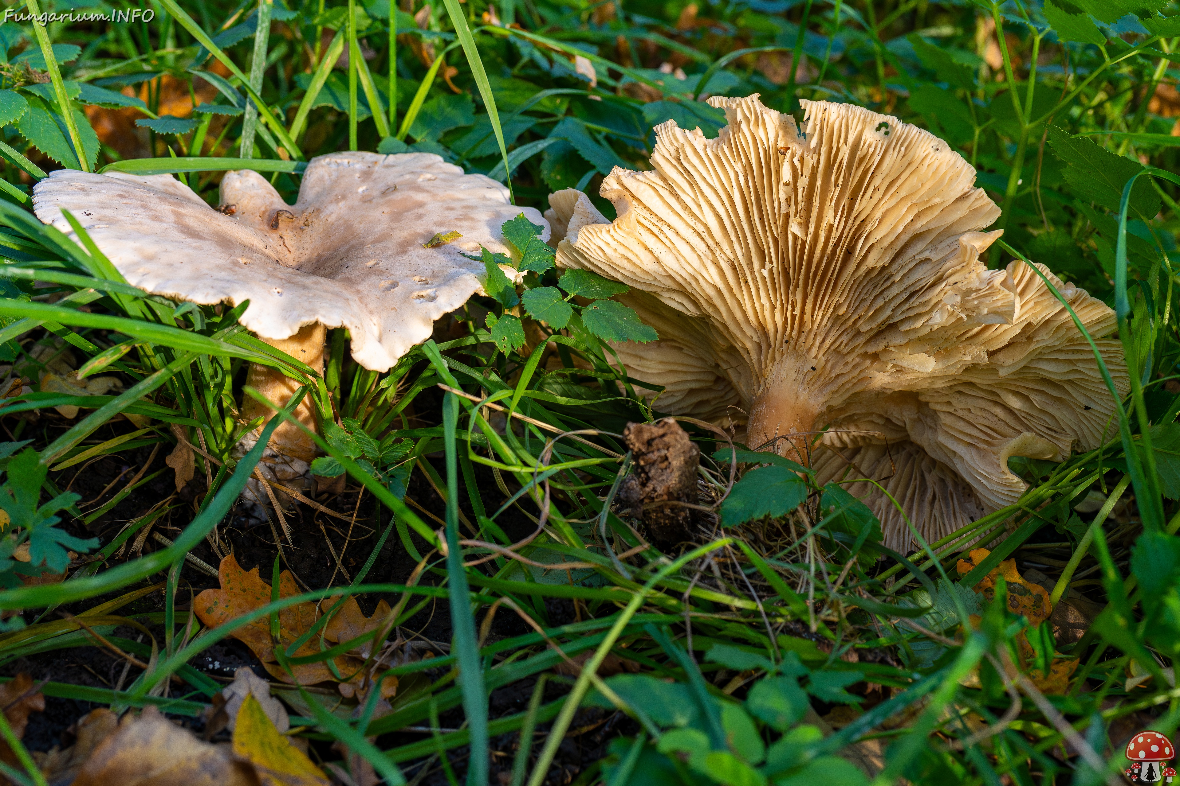 Infundibulicybe geotropa _2025-10-11_1-4 