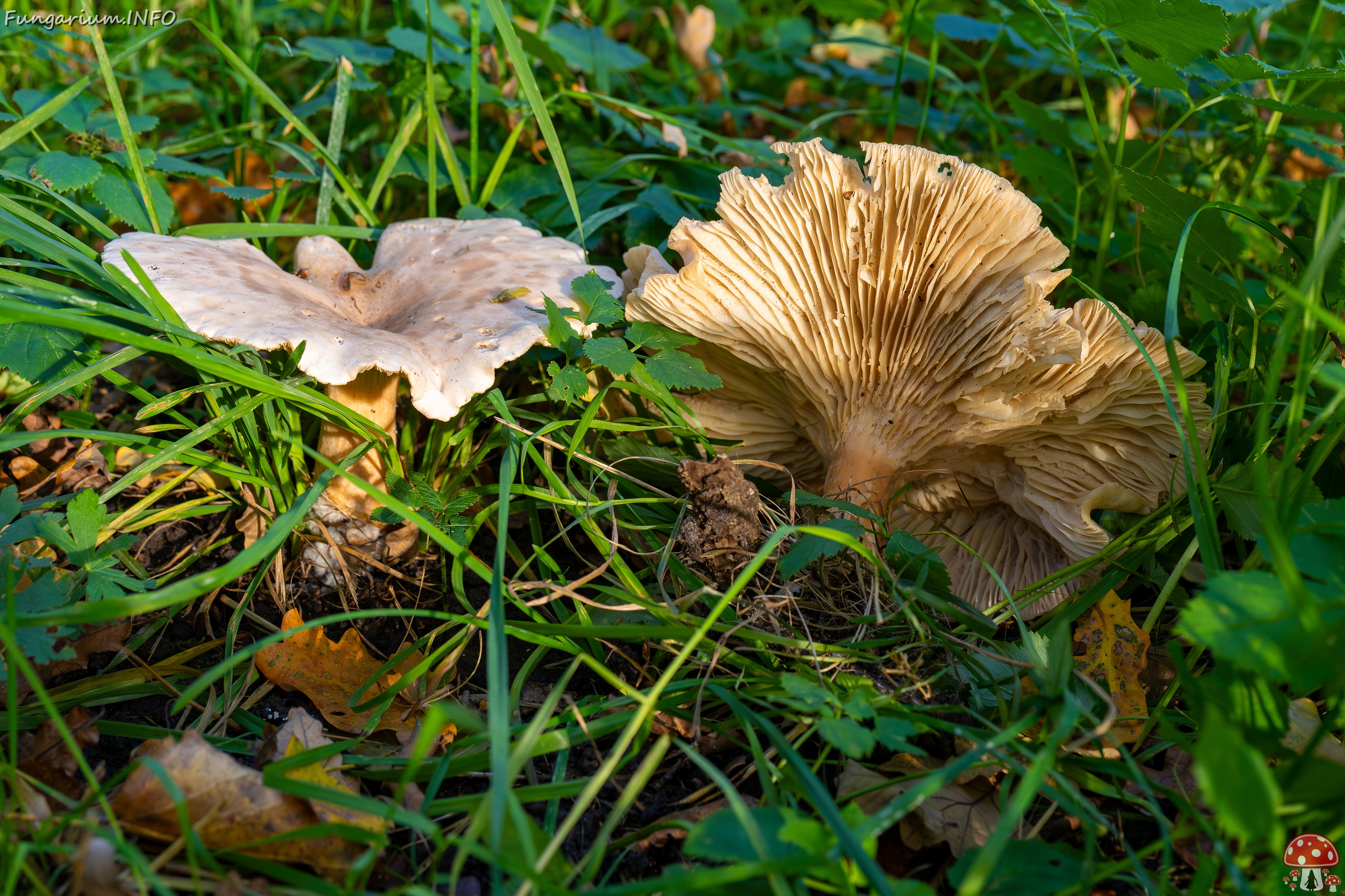 Infundibulicybe geotropa _2025-10-11_1-5 