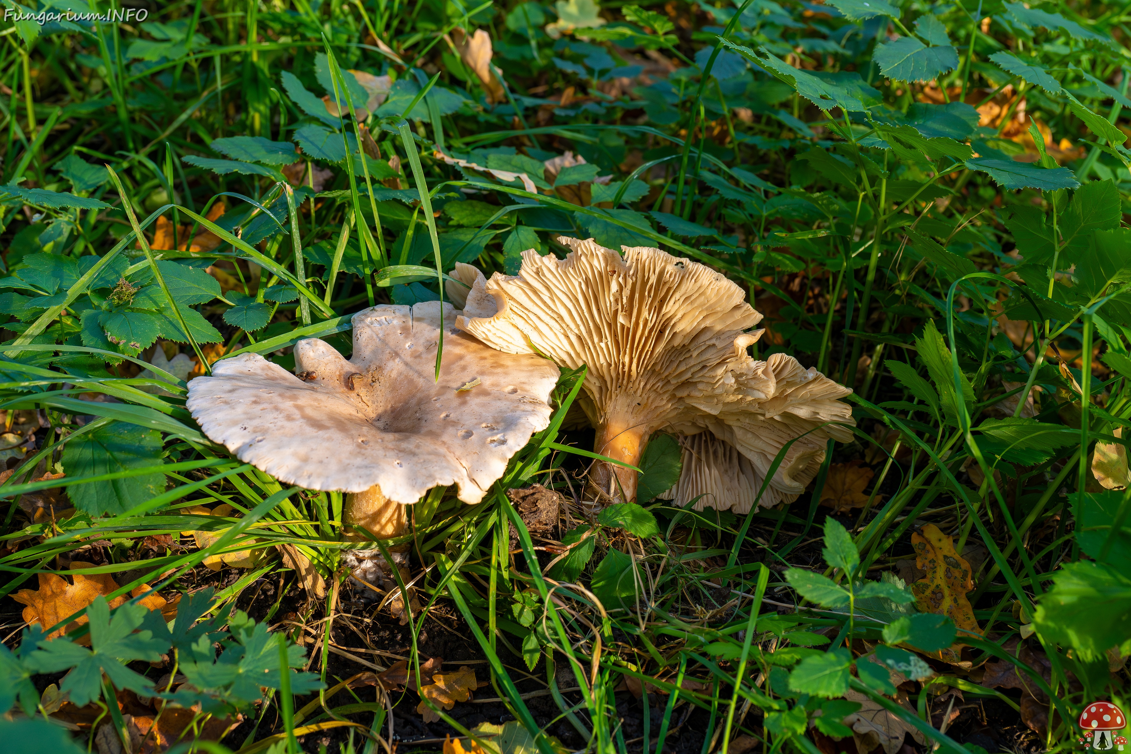 Infundibulicybe geotropa _2025-10-11_1-6 