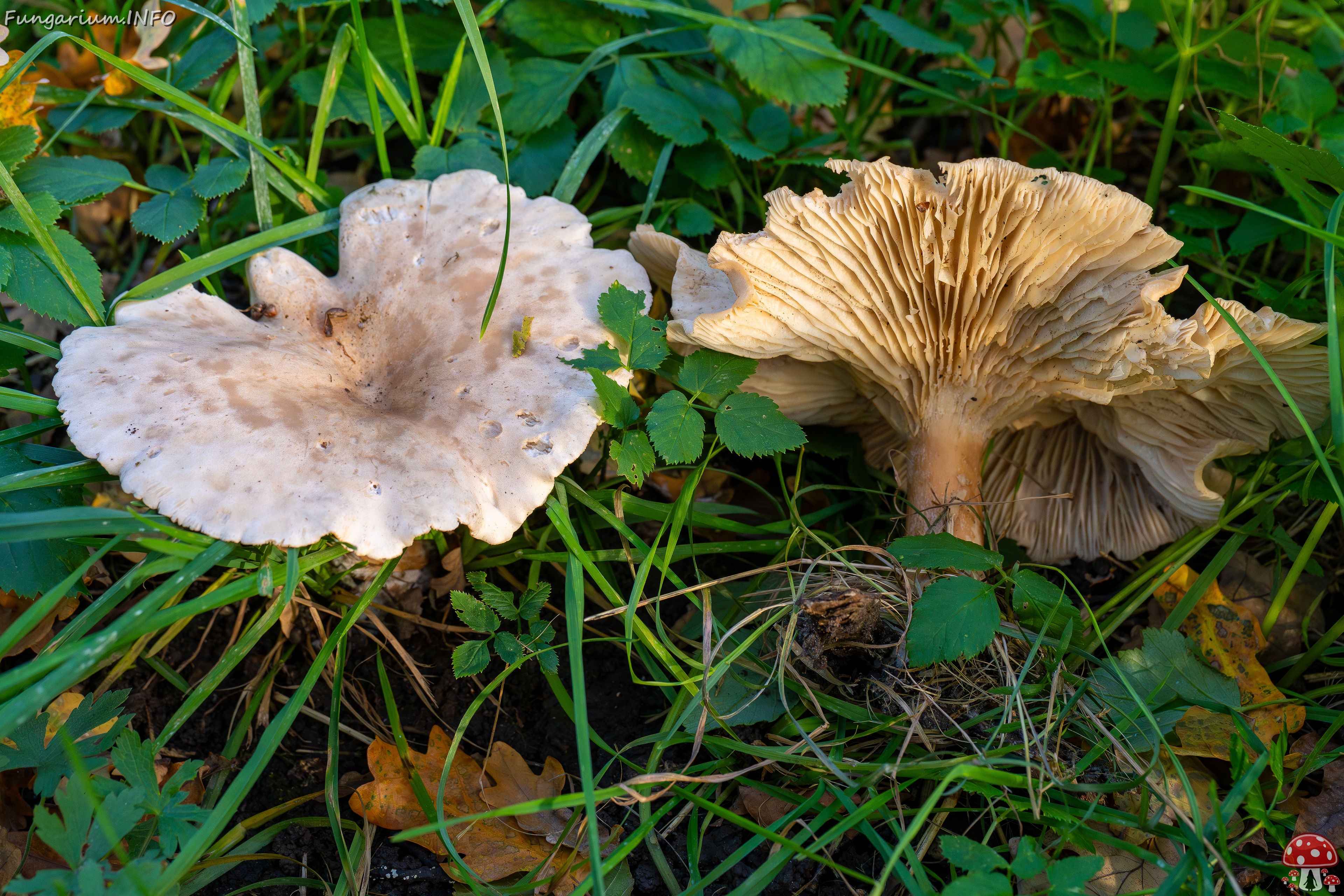 Infundibulicybe geotropa _2025-10-11_1 