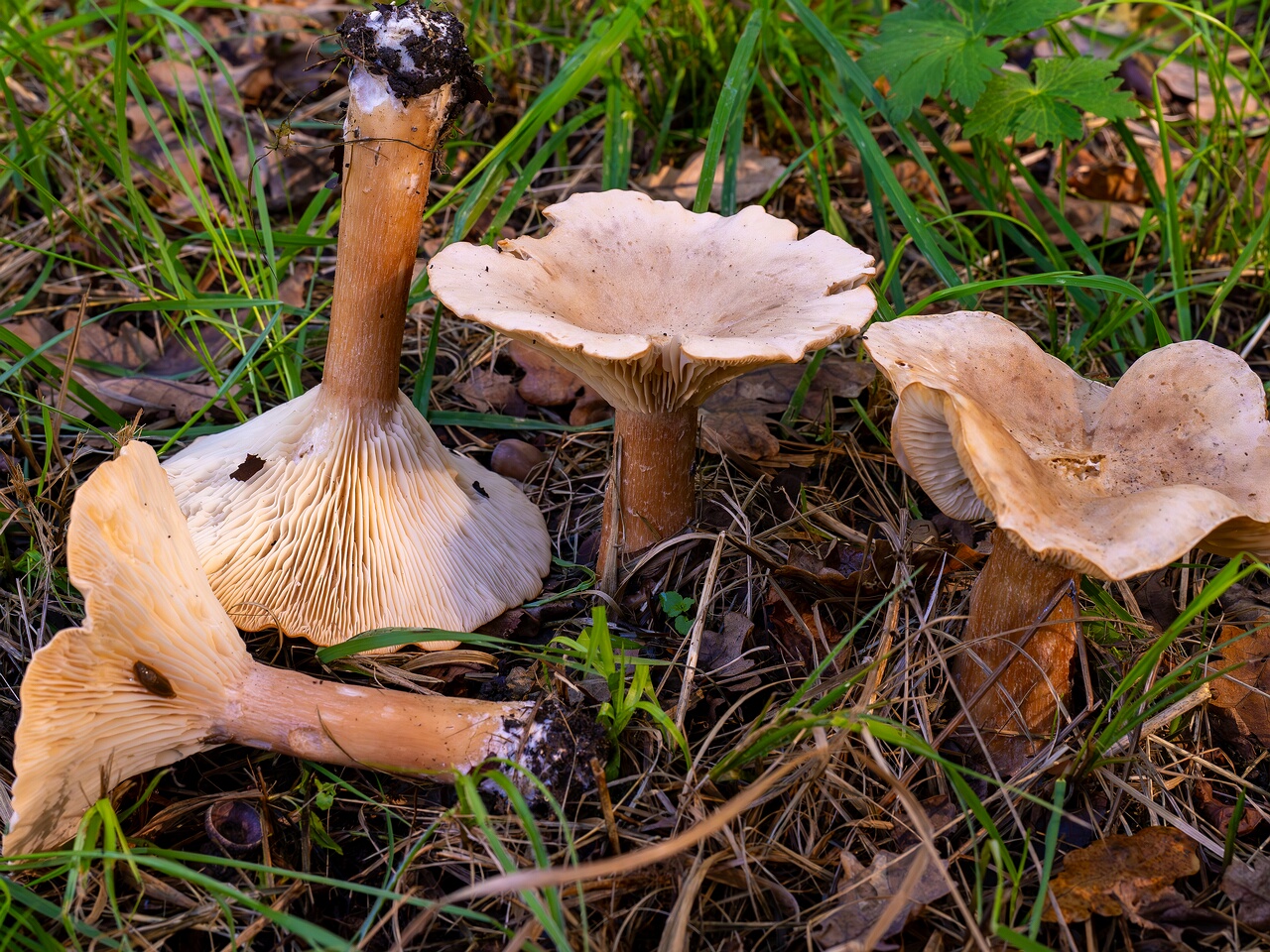 !Infundibulicybe geotropa _2026-09-15_1-13