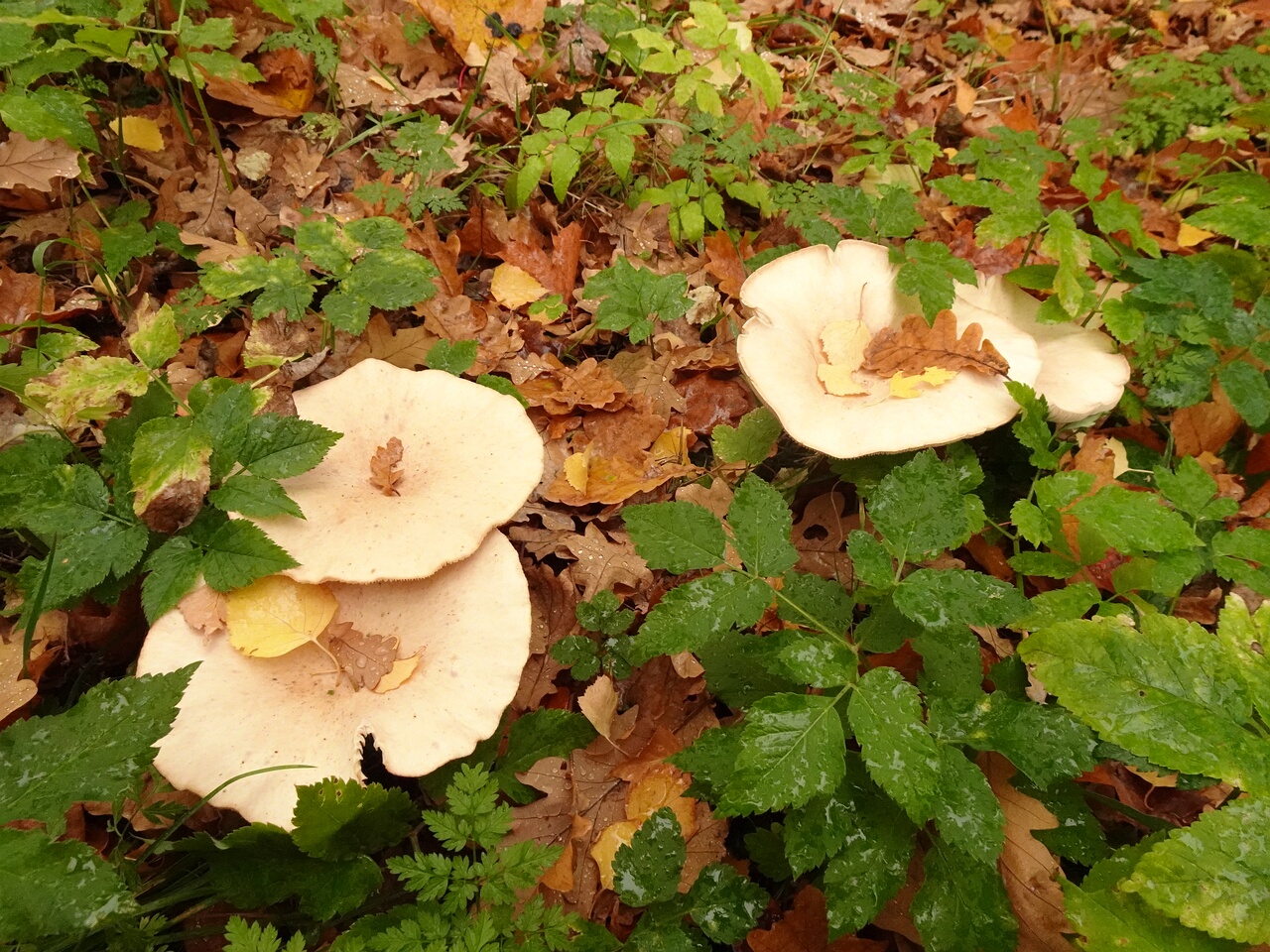 DSC07644