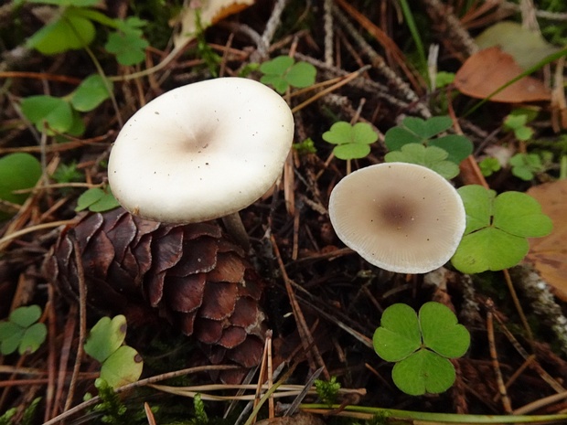 Говорушка бледноокрашенная - Clitocybe metachroa