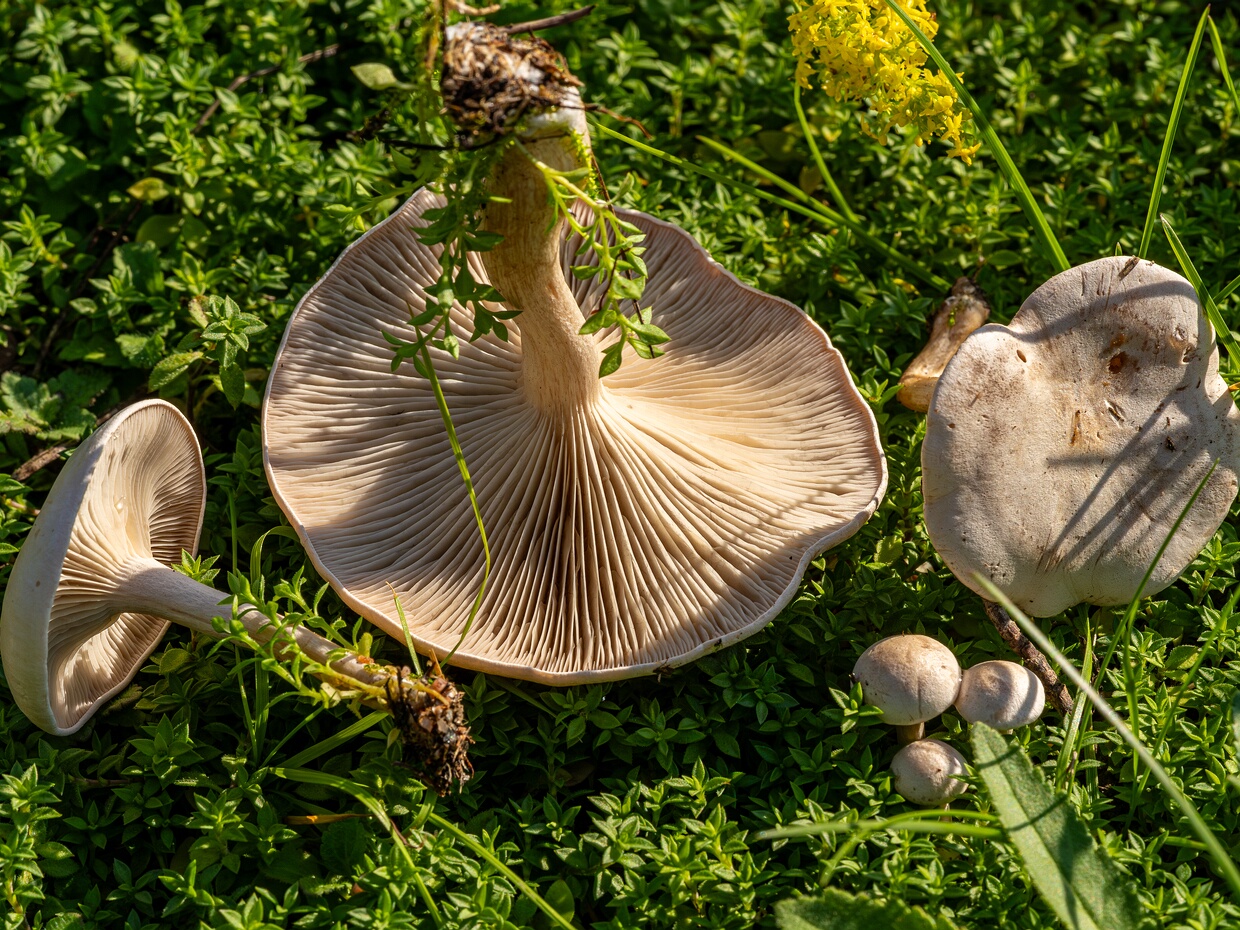 Говорушка красноватая - Сlitocybe rivulosa