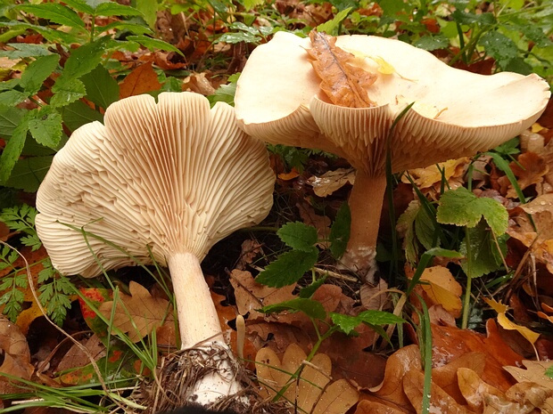 Инфудибулицибе подогнутая - Infundibulicybe geotropa