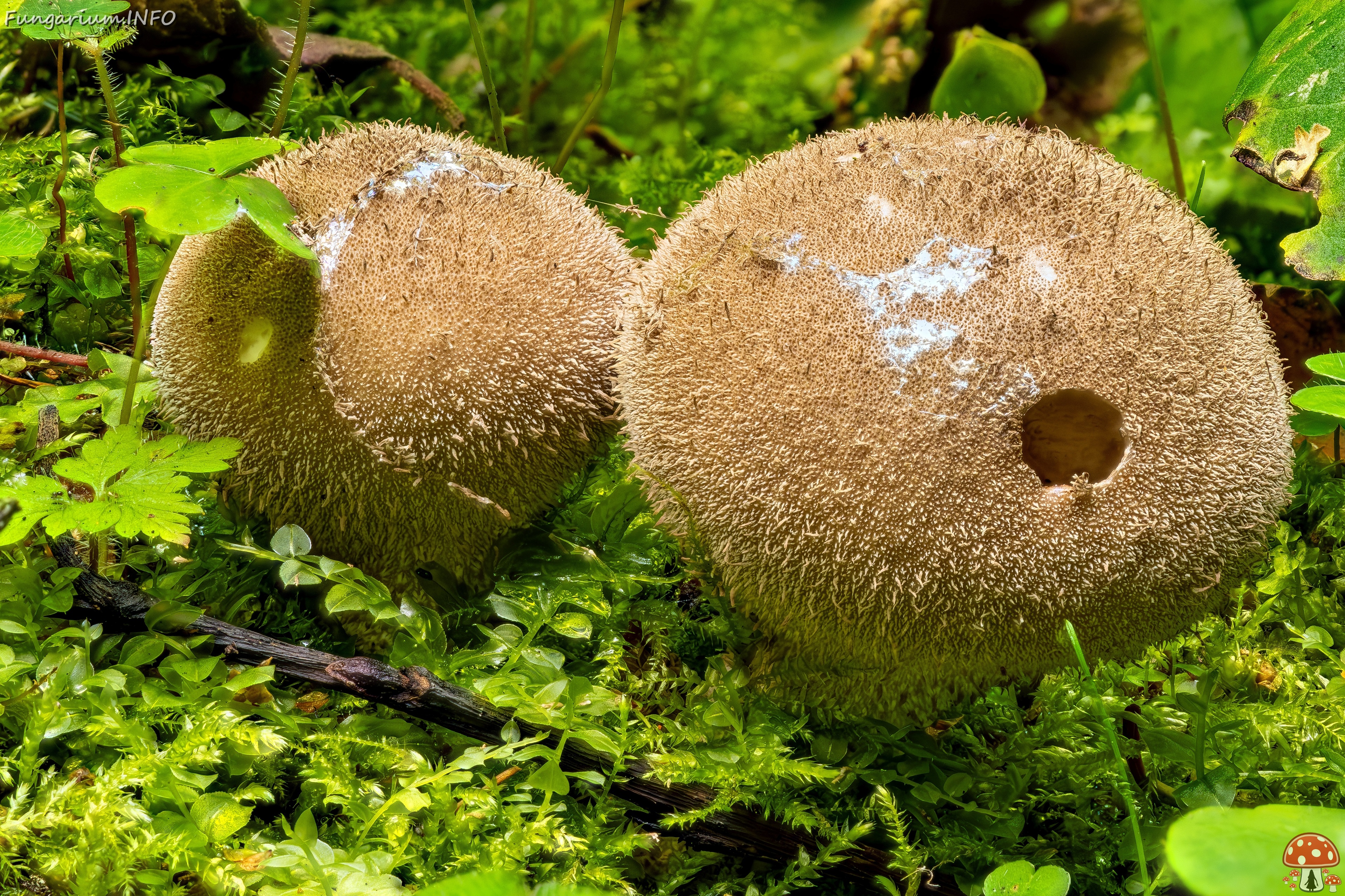 !Lycoperdon umbrinum _2023-08-13_2-1 