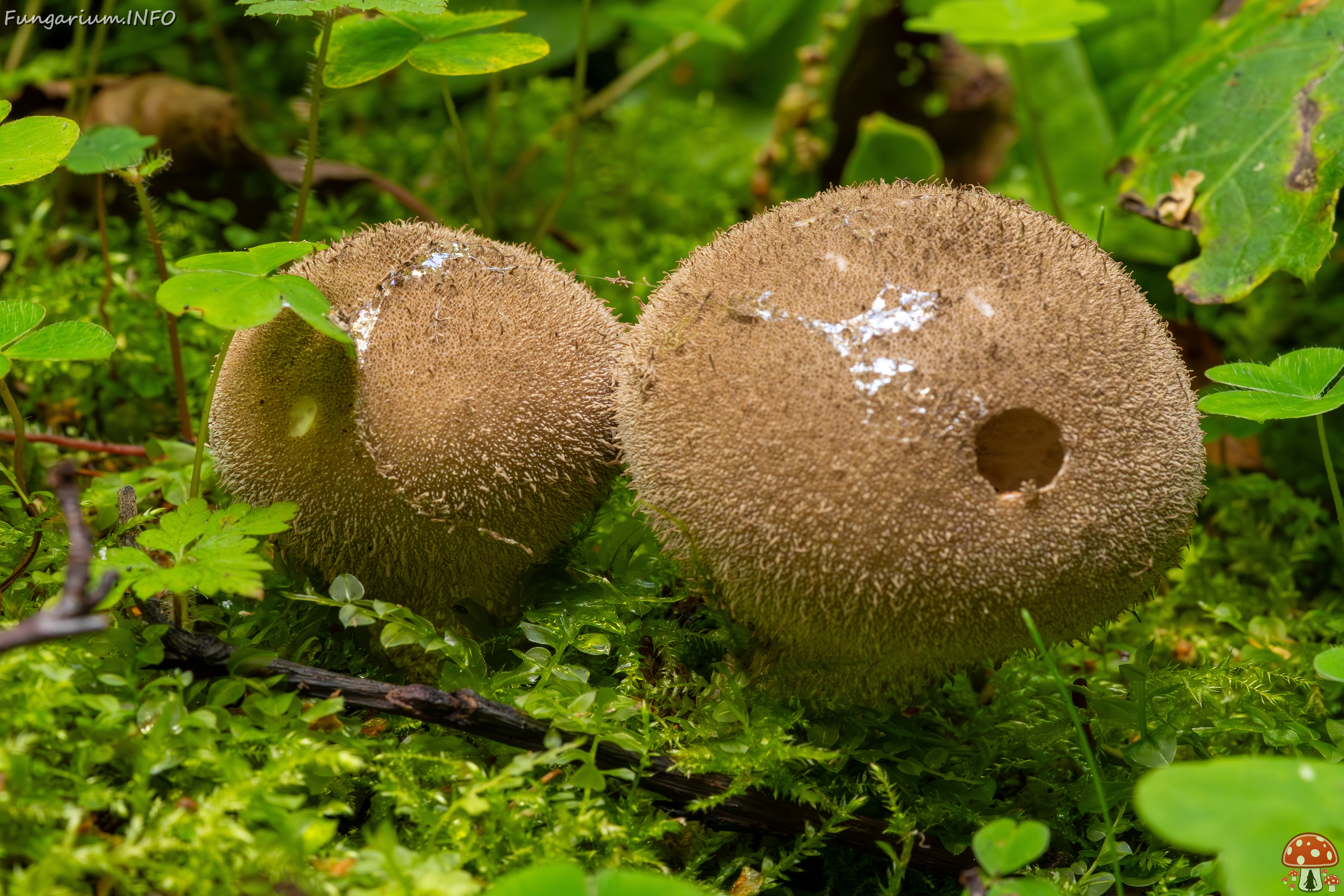 Lycoperdon umbrinum _2023-08-13_1-1 