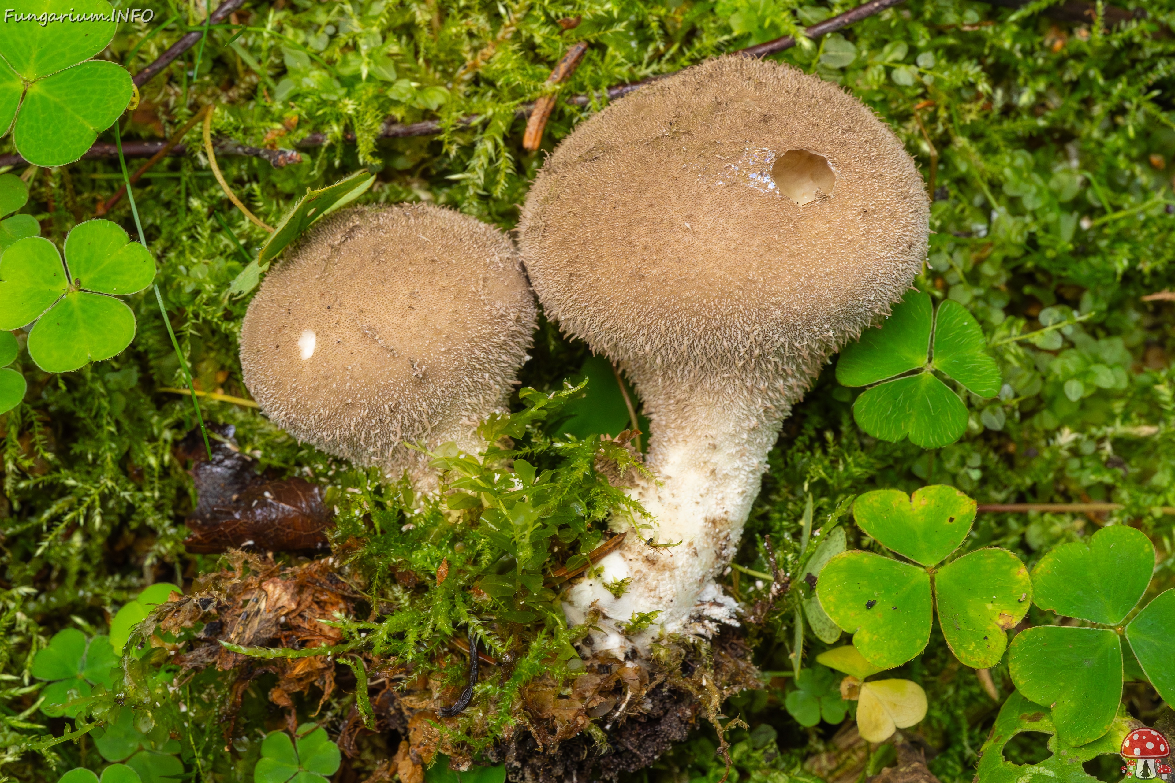 Lycoperdon umbrinum _2023-08-13_1-10 
