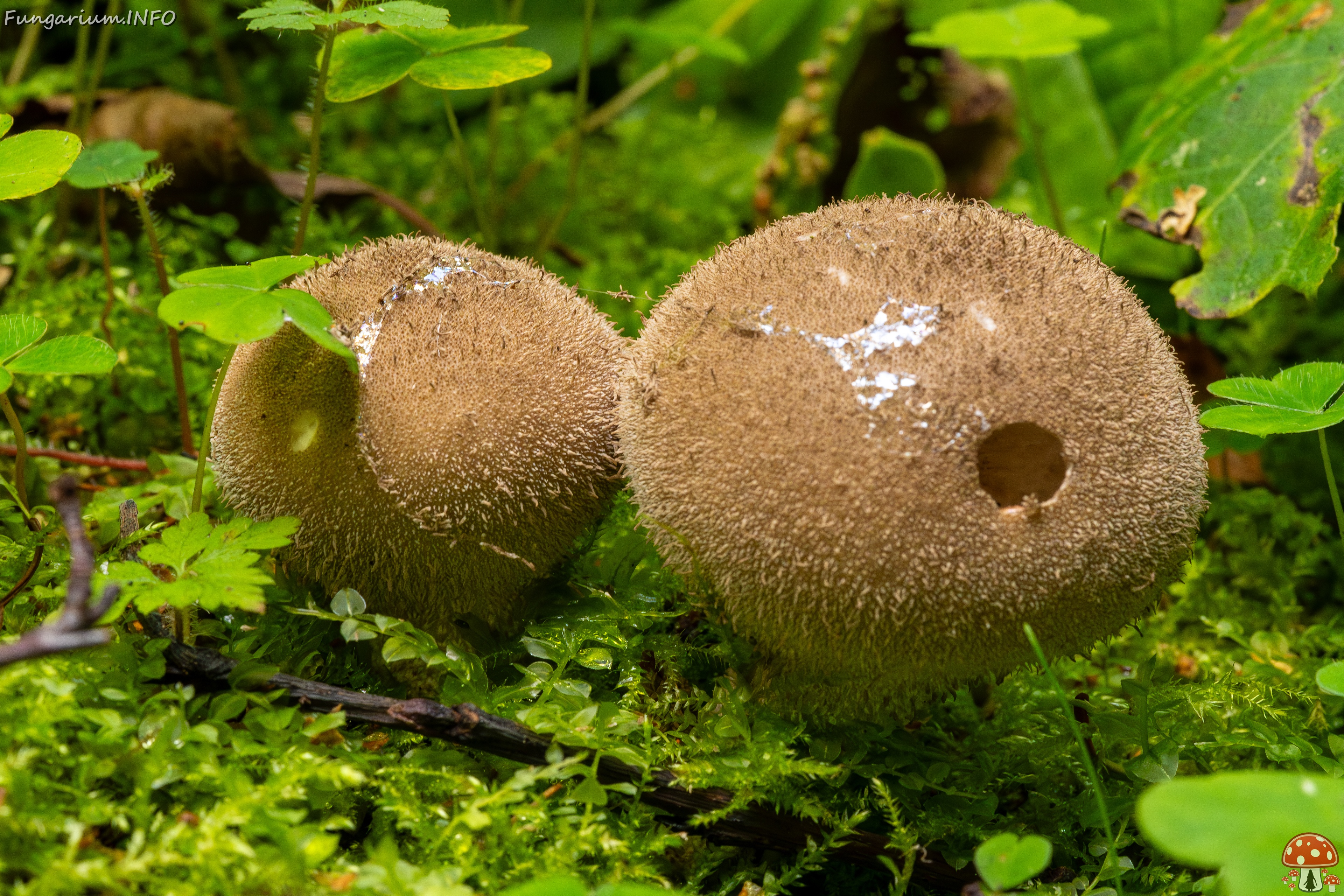 Lycoperdon umbrinum _2023-08-13_1-3 