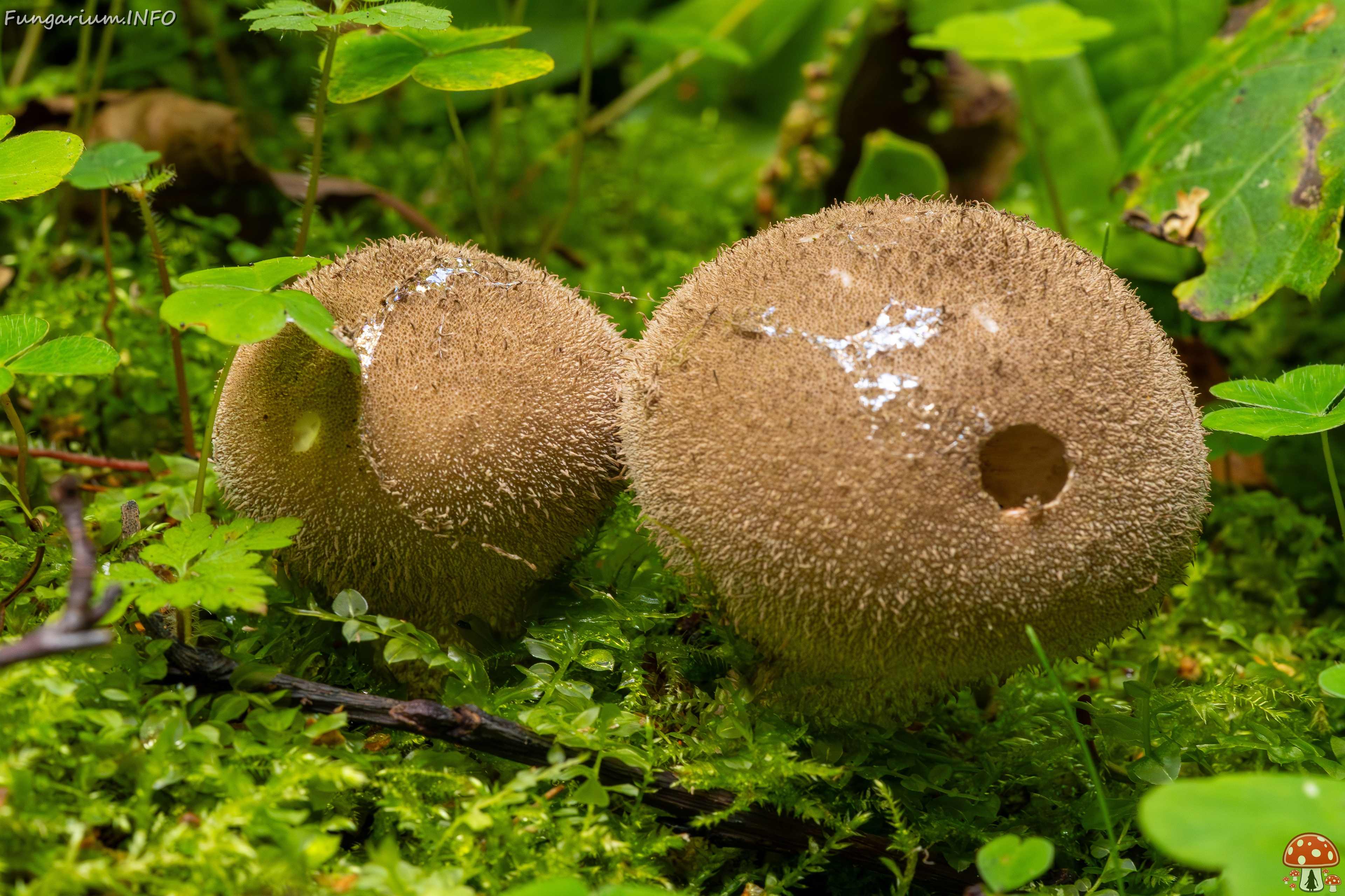Lycoperdon umbrinum _2023-08-13_1-4 