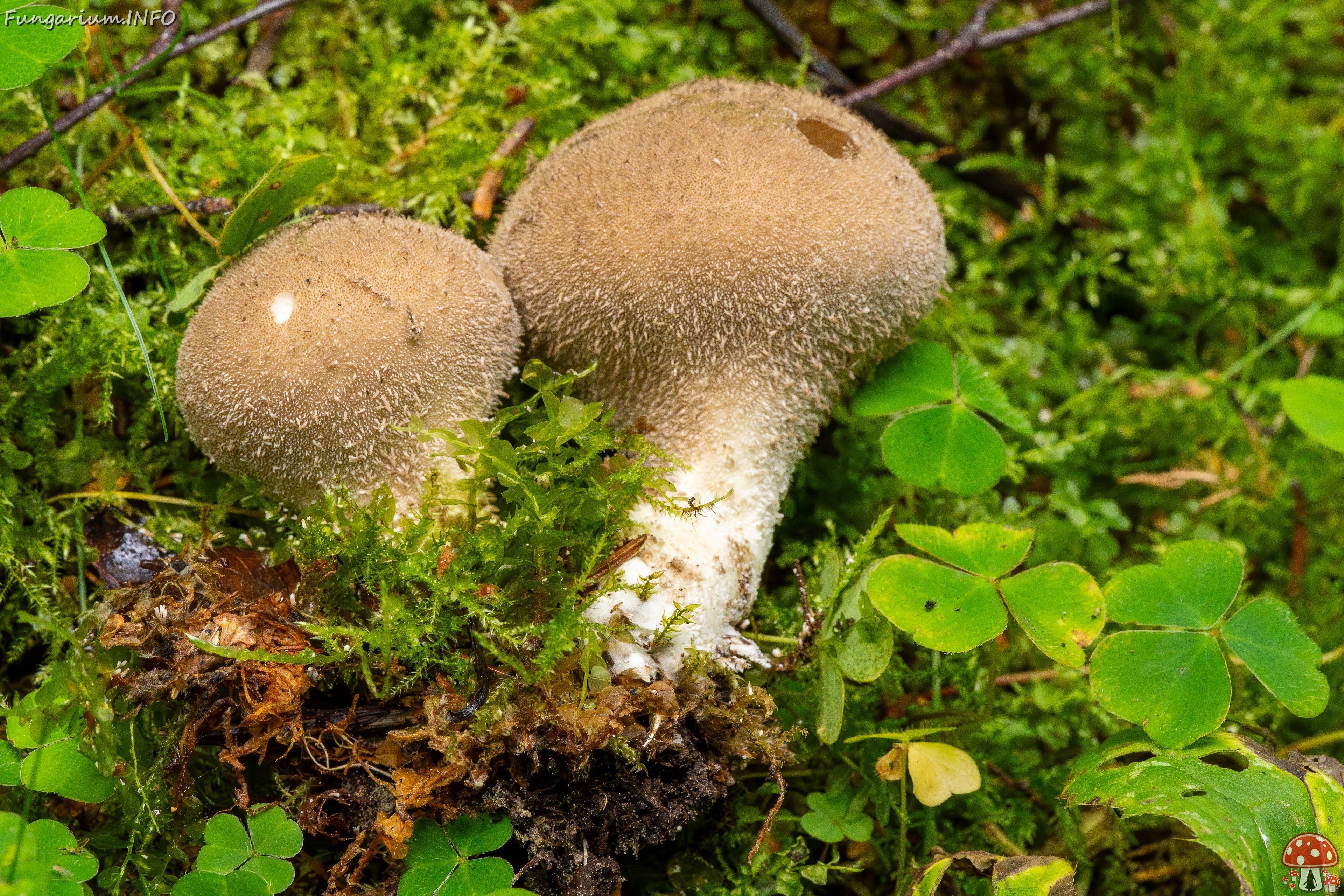 Lycoperdon umbrinum _2023-08-13_1-5 