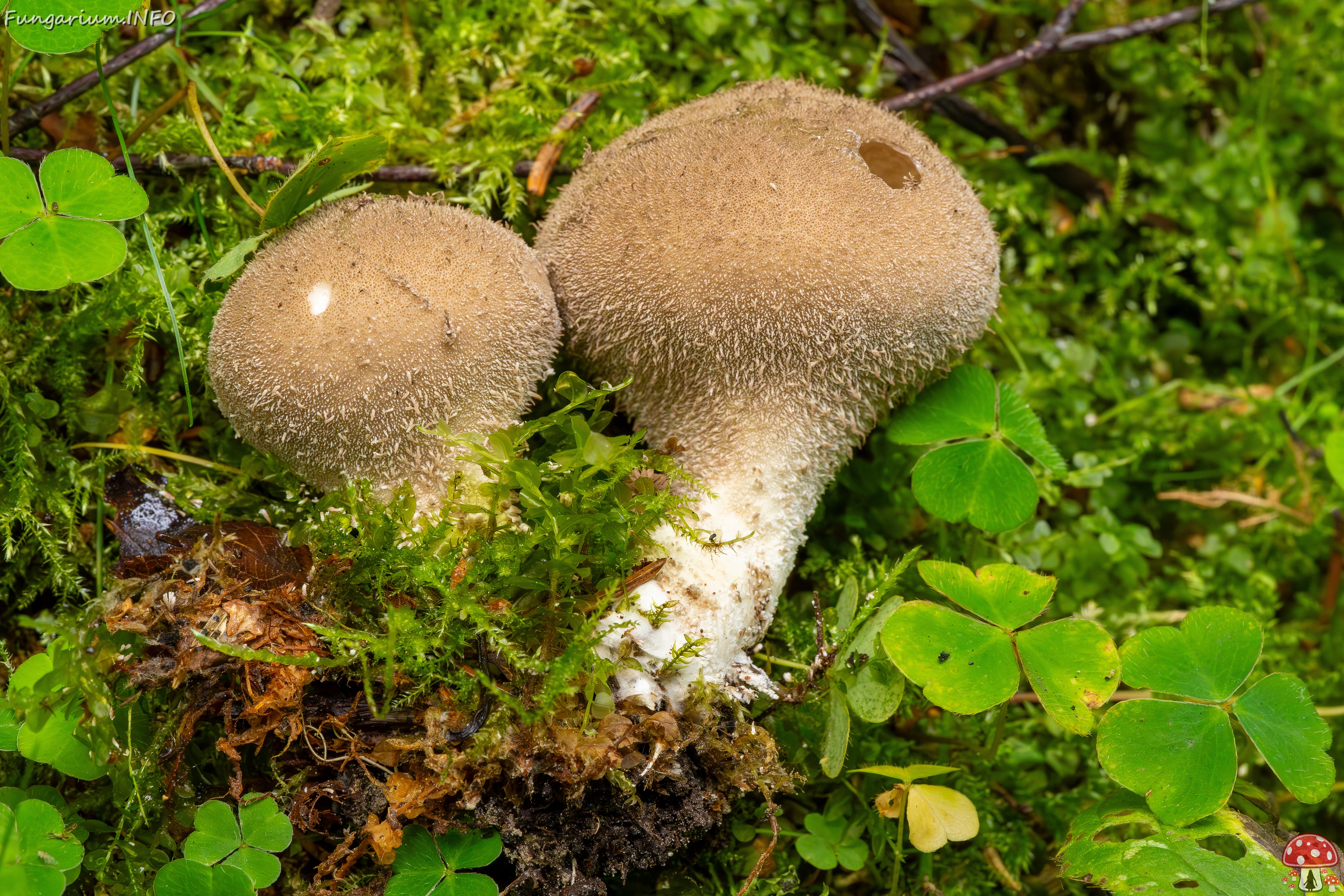 Lycoperdon umbrinum _2023-08-13_1-6 