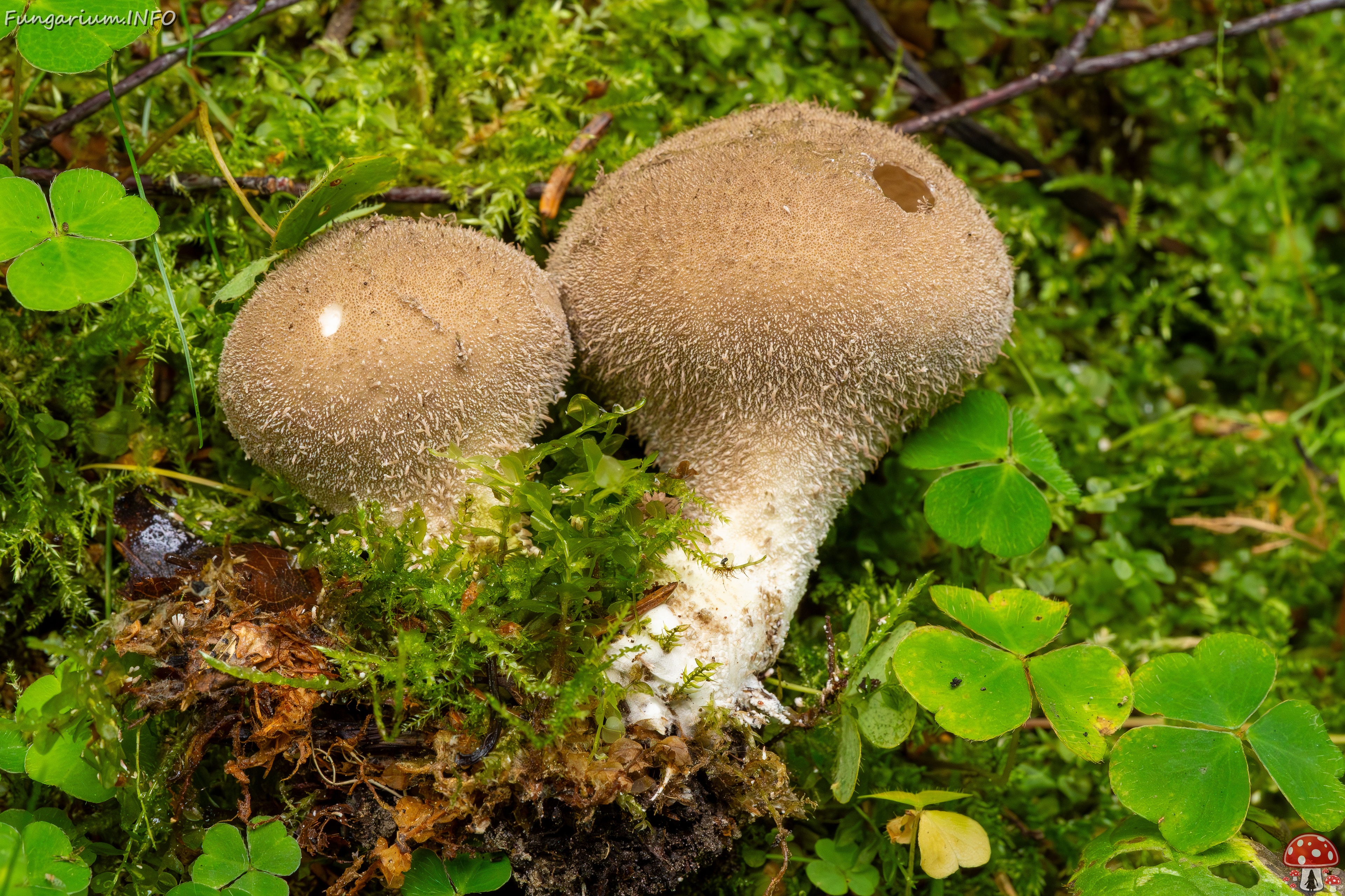 Lycoperdon umbrinum _2023-08-13_1-7 