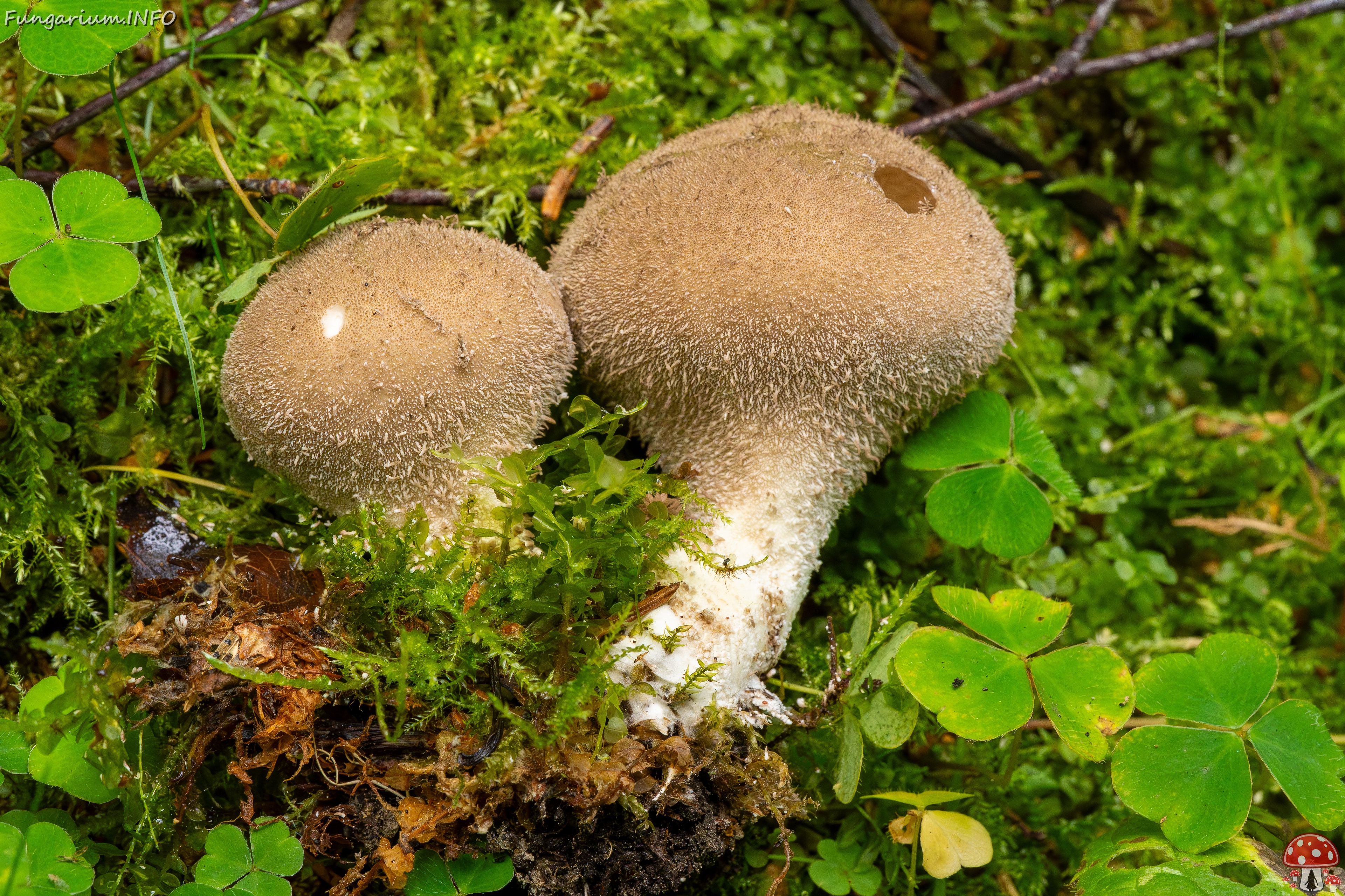 Lycoperdon umbrinum _2023-08-13_1-8 