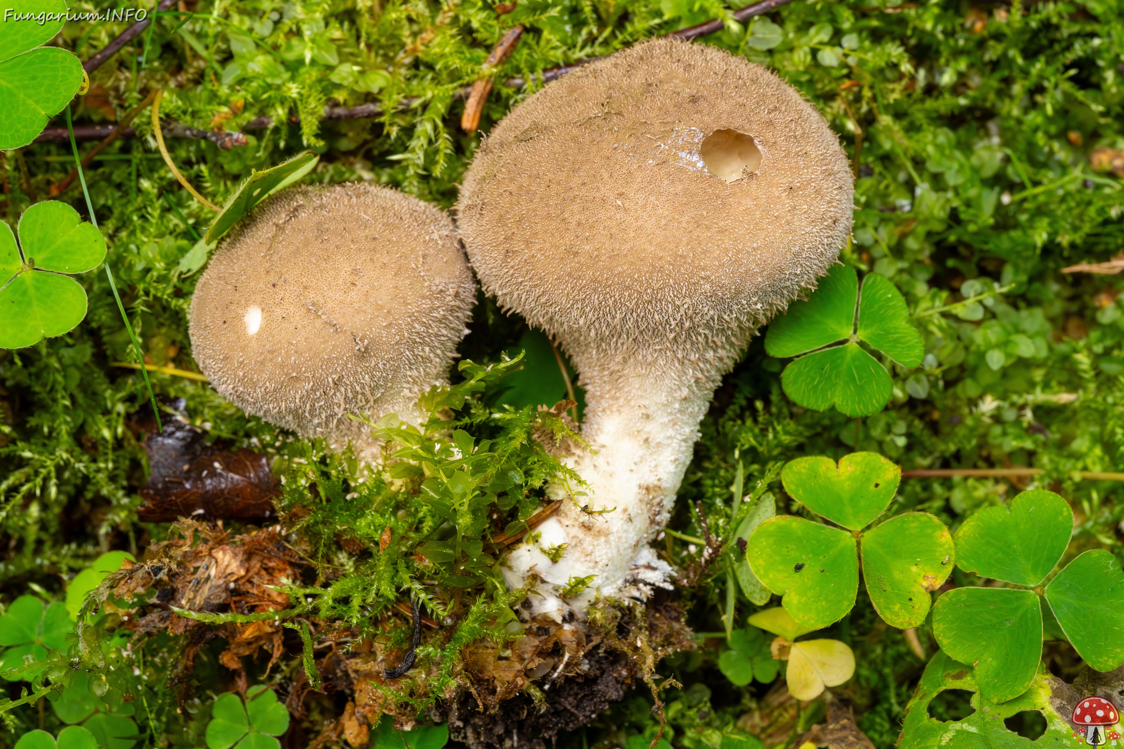 Lycoperdon umbrinum _2023-08-13_1-9 