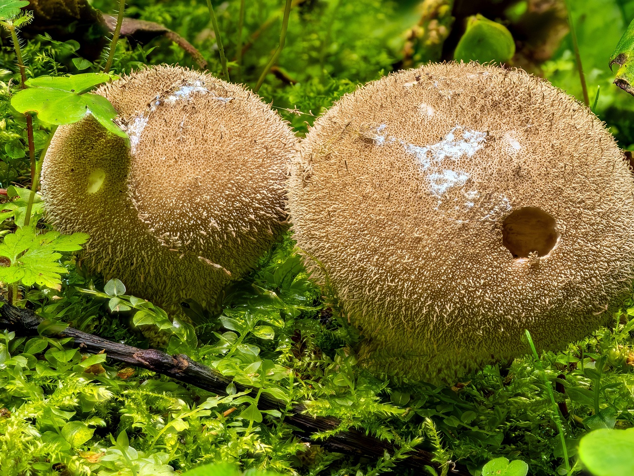 !Lycoperdon umbrinum _2023-08-13_2-1