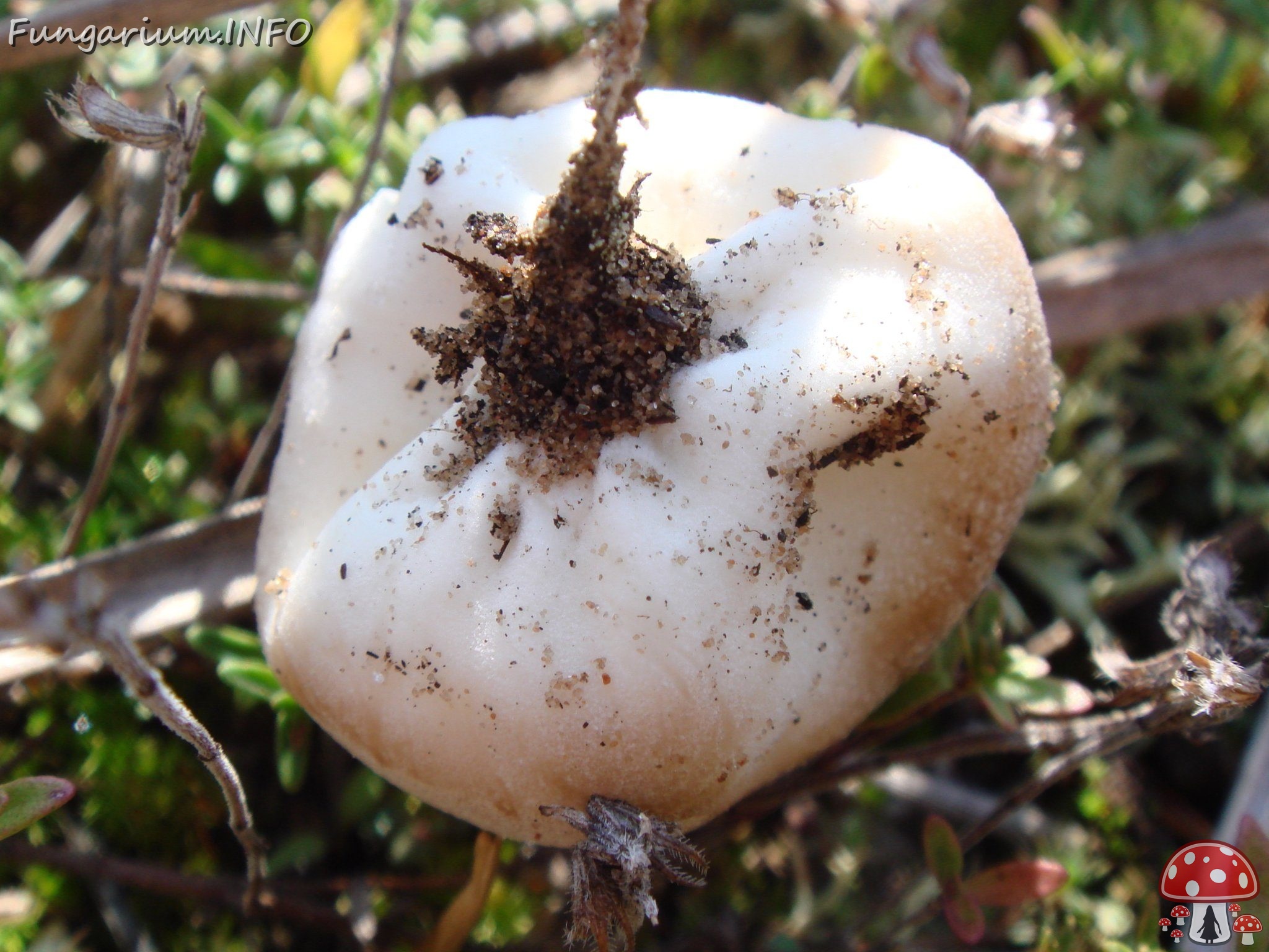 fungi-0000114 
