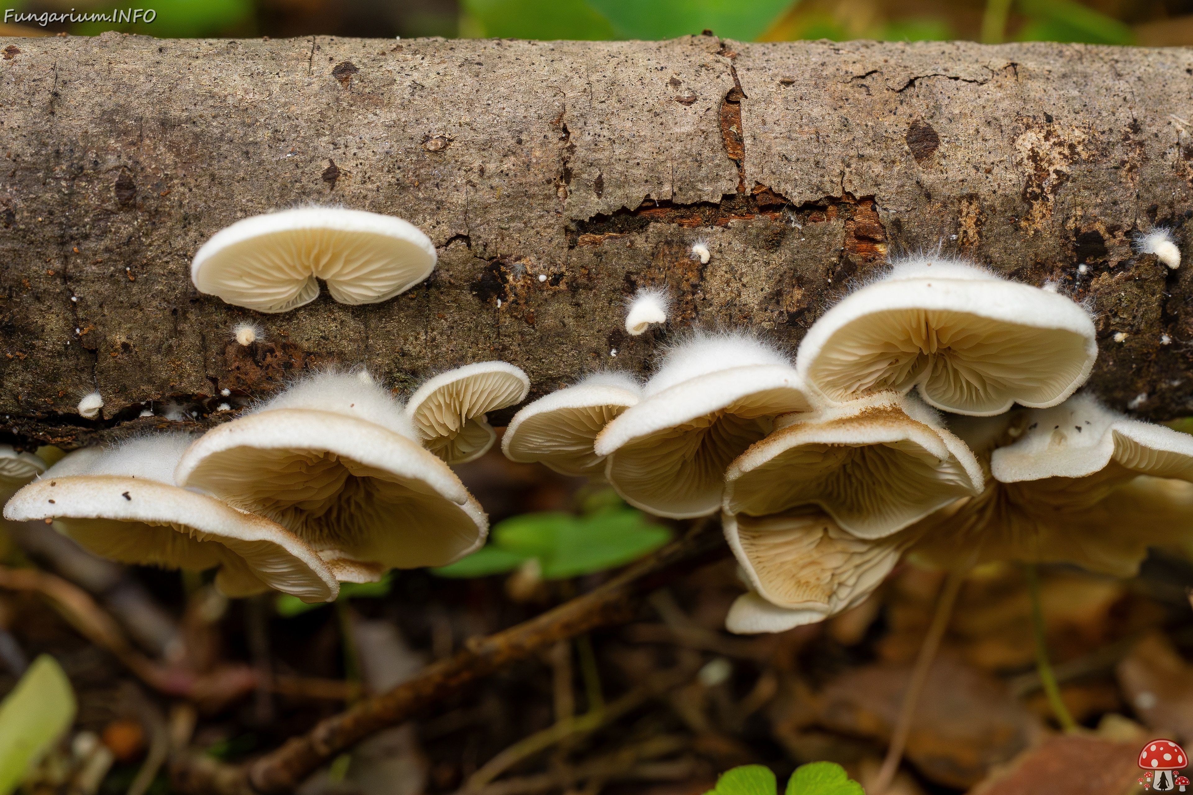 !Crepidotus calolepis _2025-09-07_1-5 