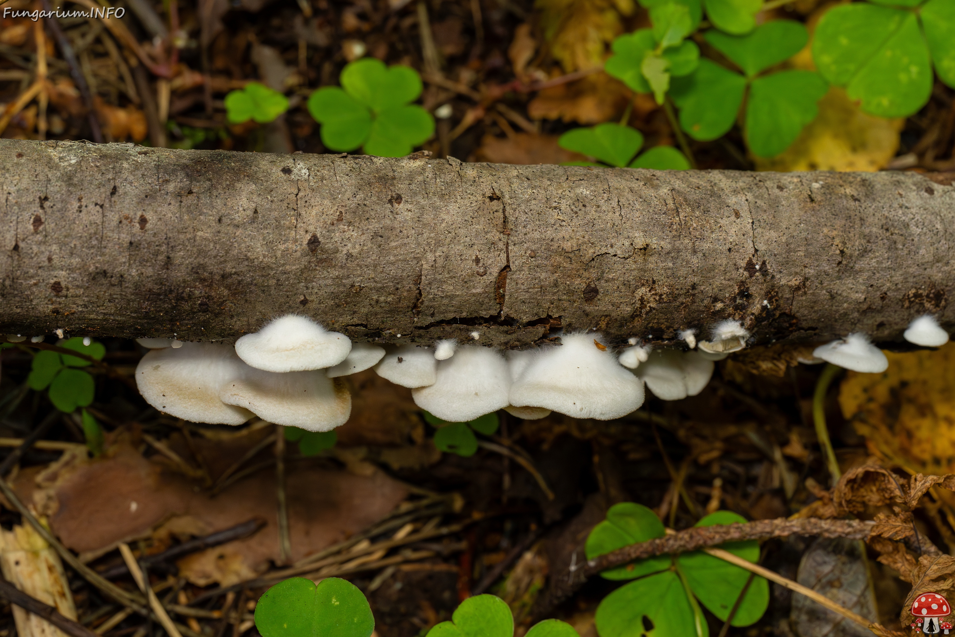 Crepidotus calolepis _2025-09-07_1-1 