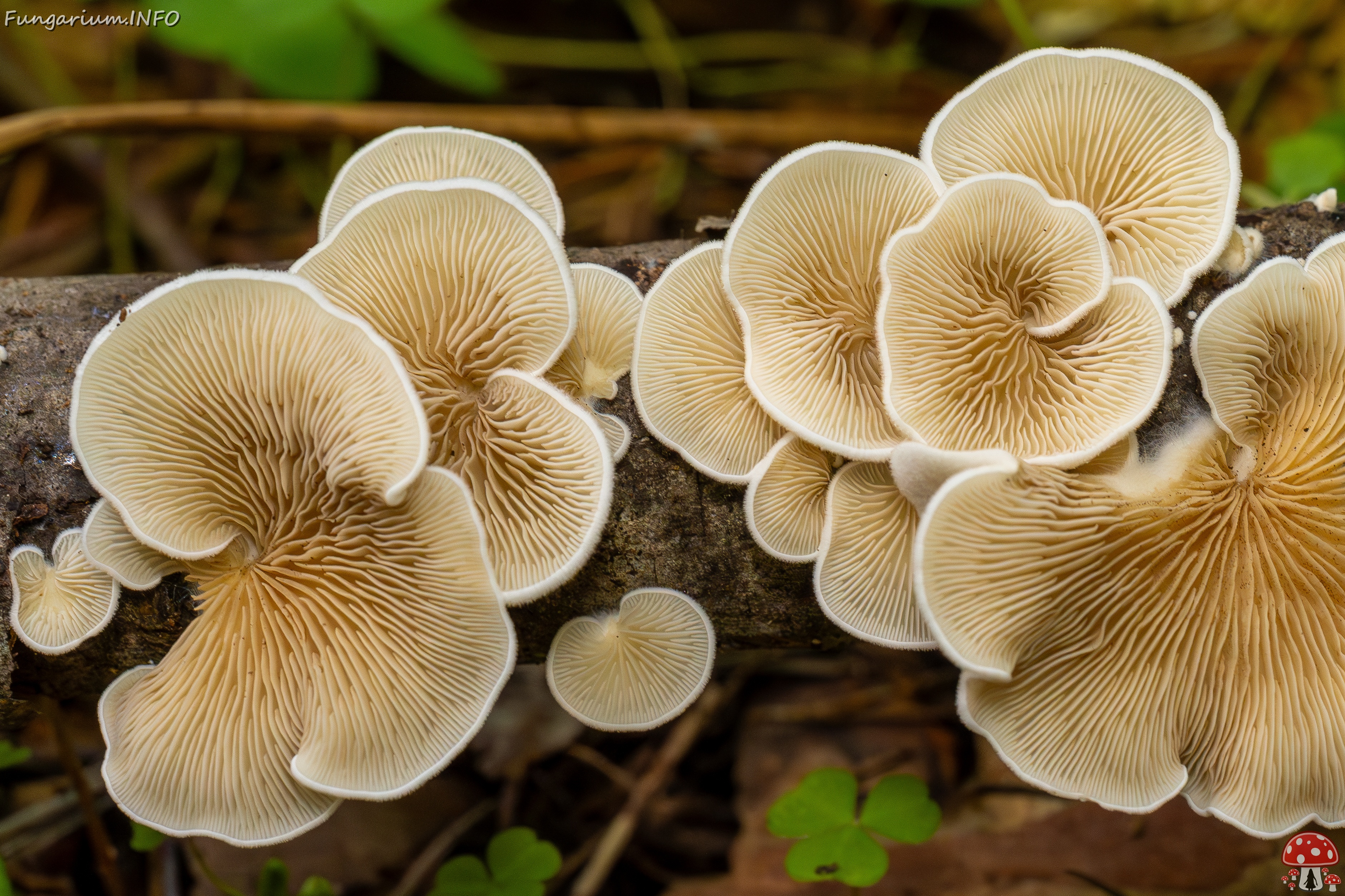 Crepidotus calolepis _2025-09-07_1-10 